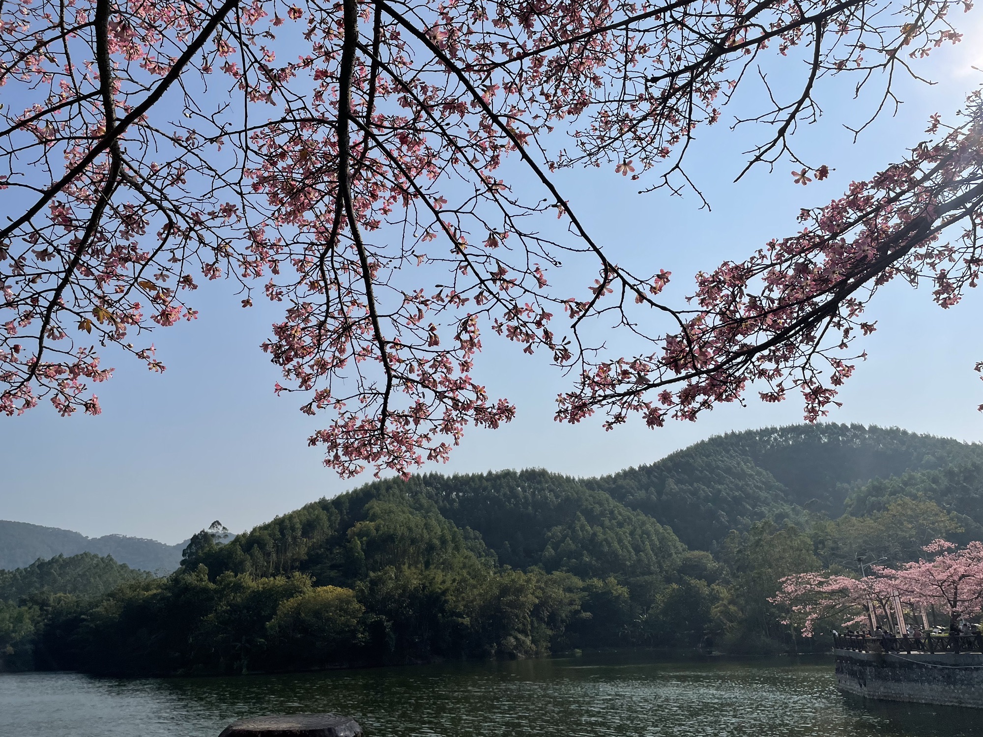 东龙森林公园旅行图片 1