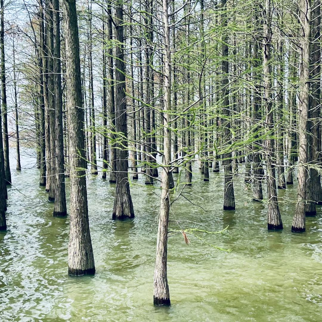 大泉湖池杉林旅行图片 2
