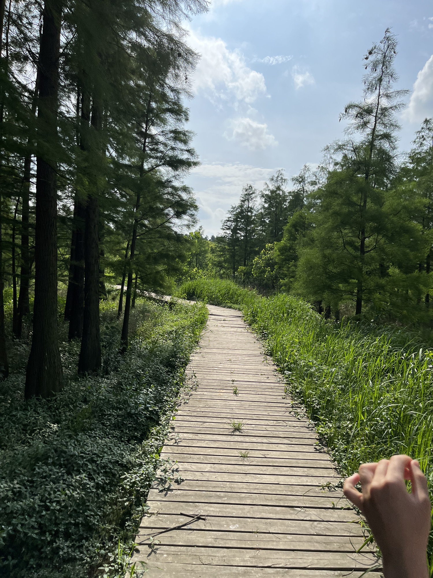 大泉湖池杉林旅行图片 3