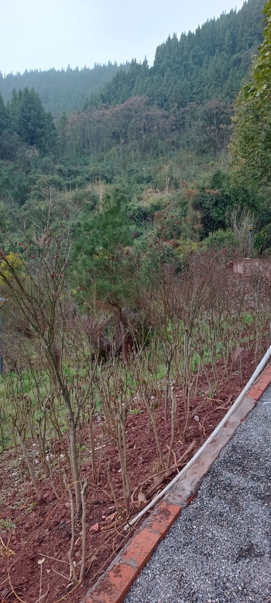 盛山植物园旅行图片 3