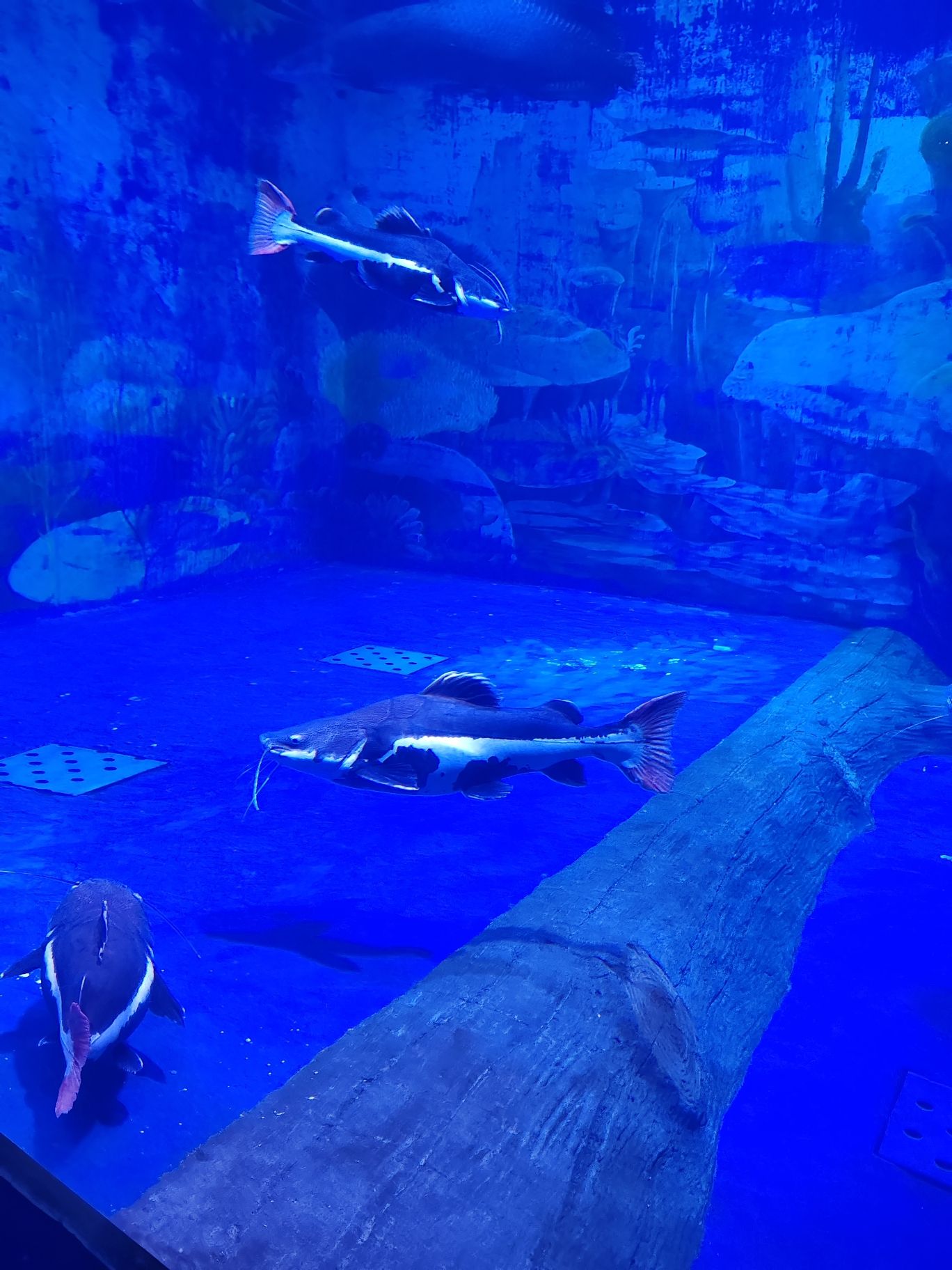 临沂海洋世界主题公园旅行图片 3