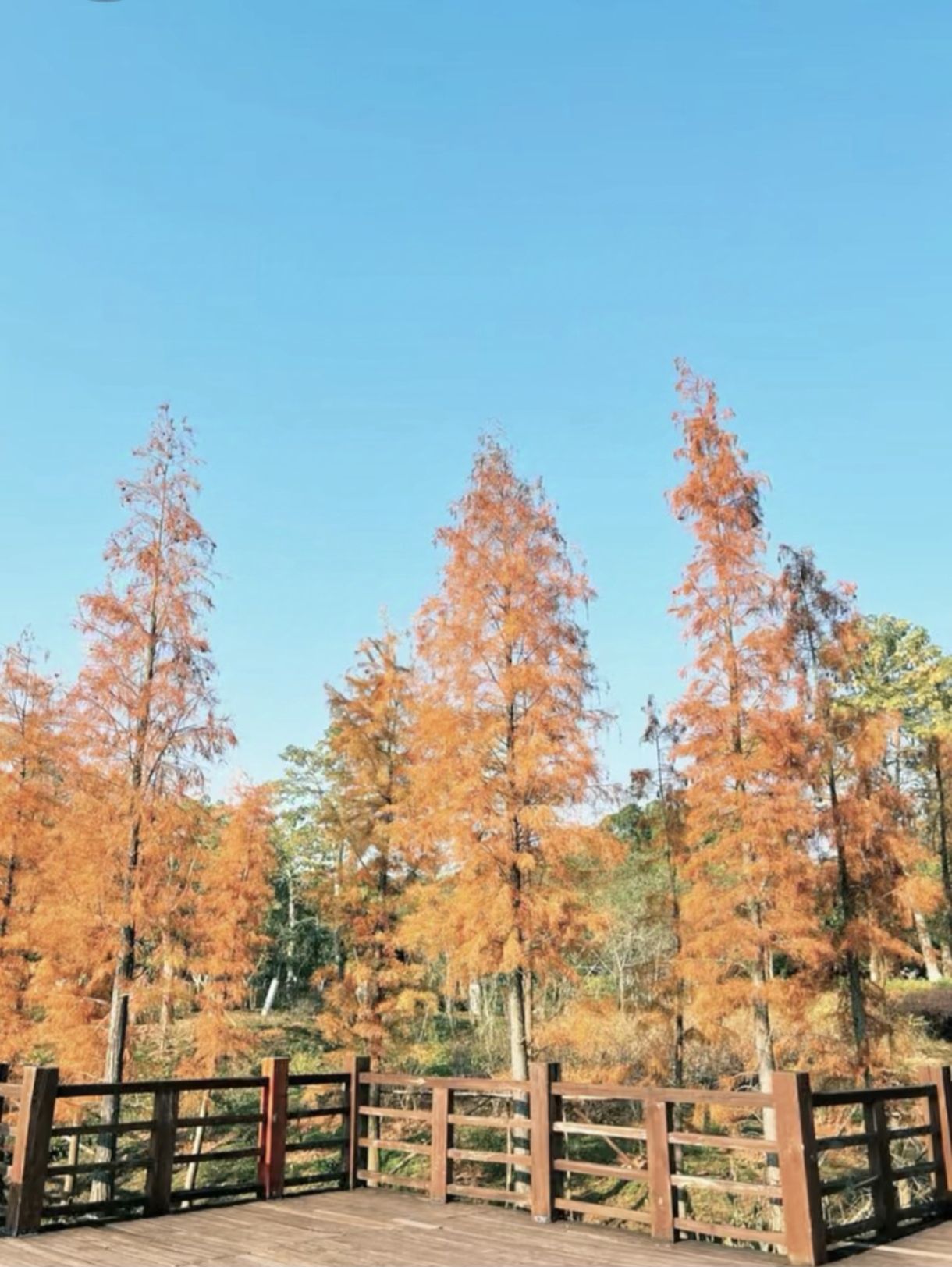 玉林市湿地公园旅行图片 1