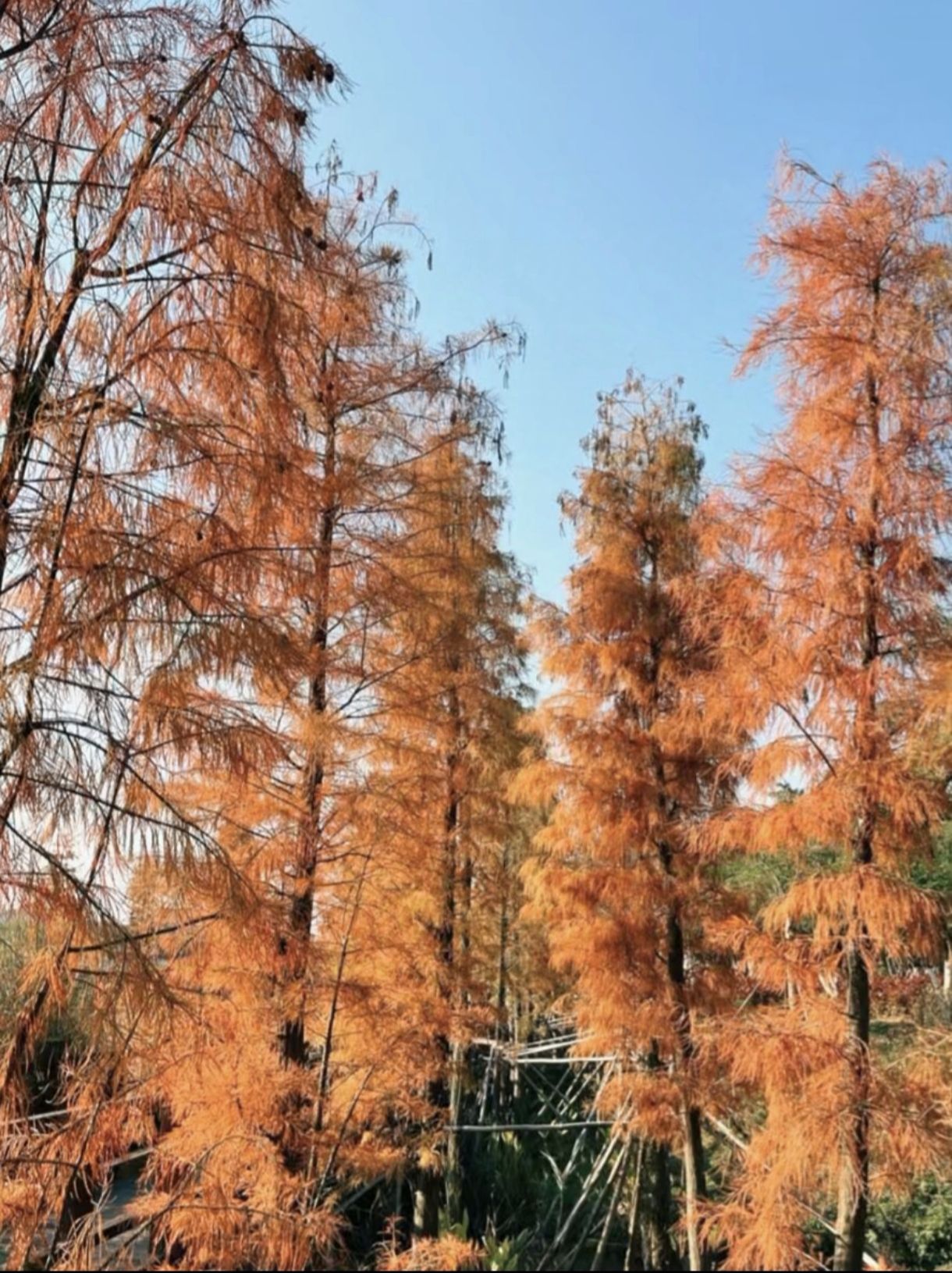 玉林市湿地公园旅行图片 2
