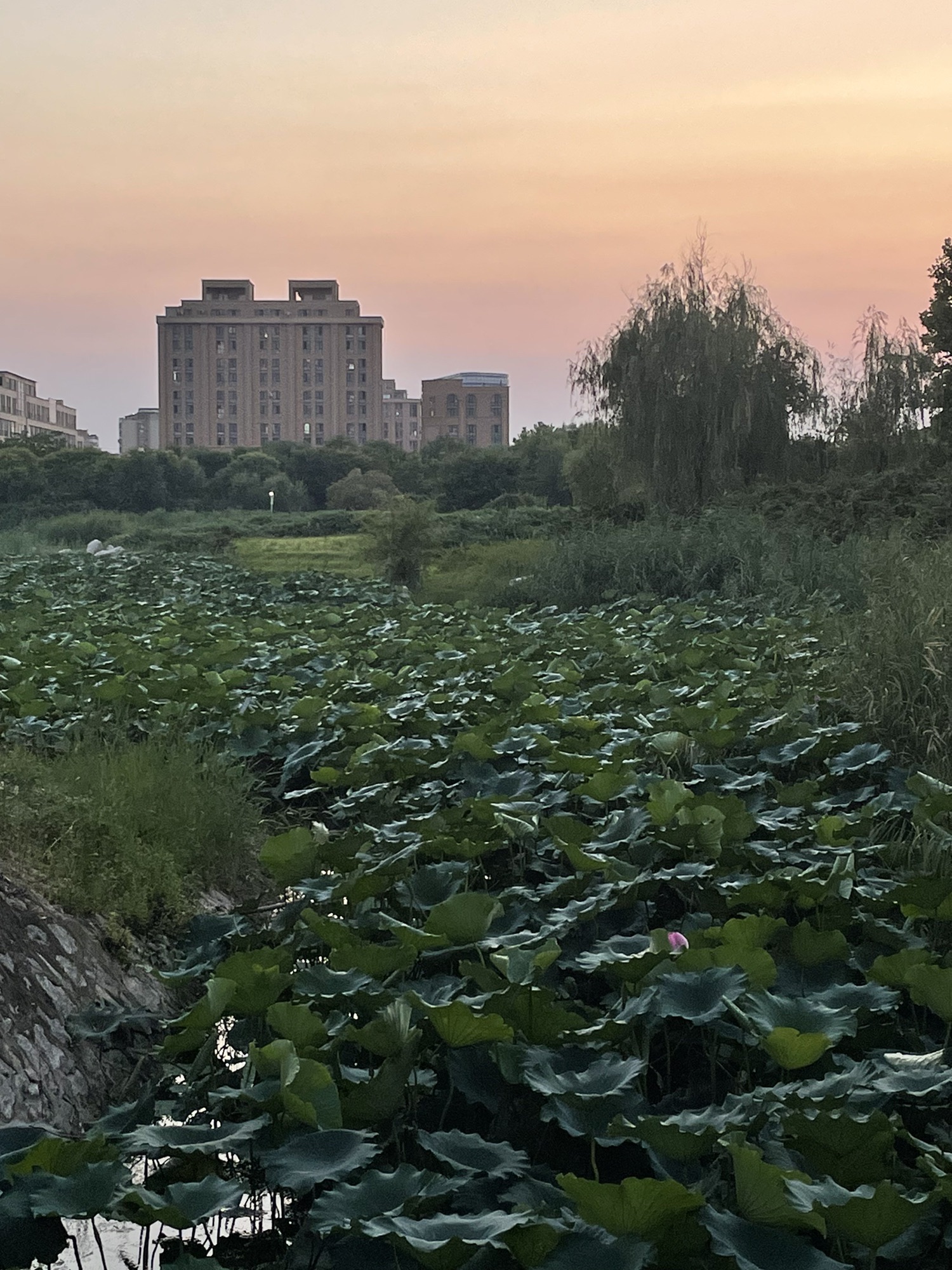 邱县盛水湖公园旅行图片 3