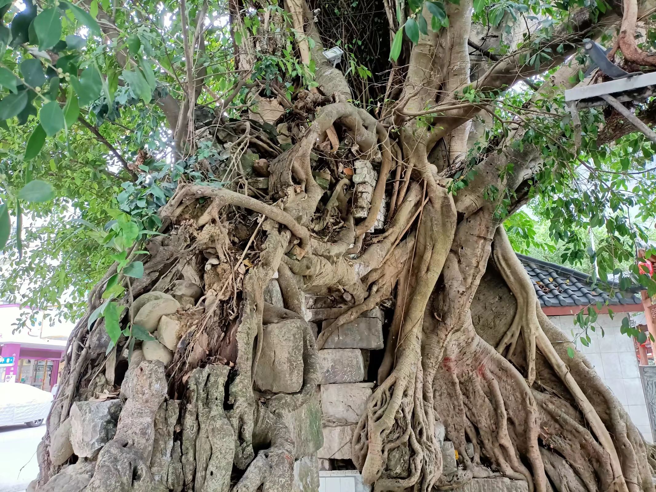 太平桥遗址旅行图片 3