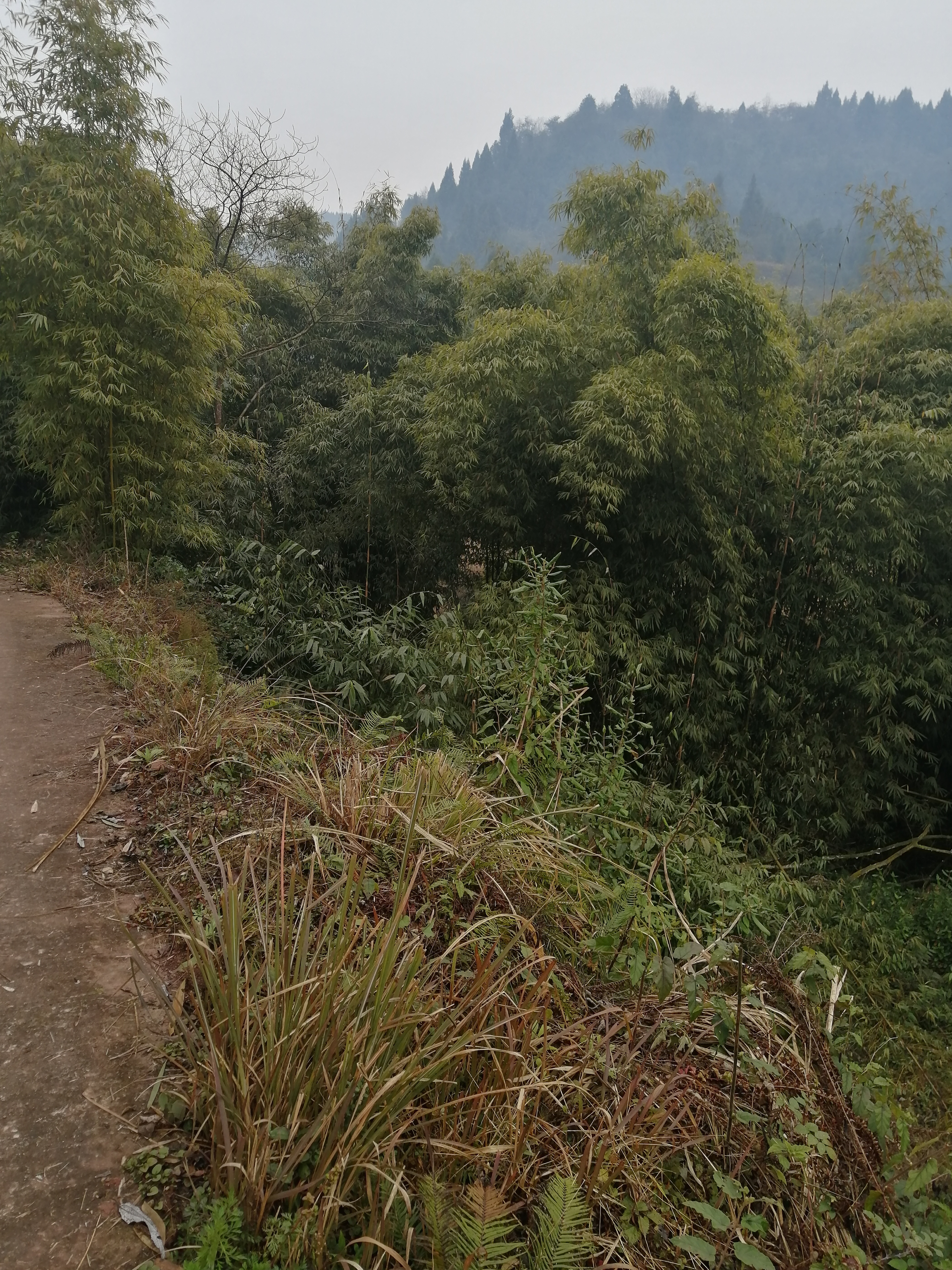 汤家村广场旅行图片 3