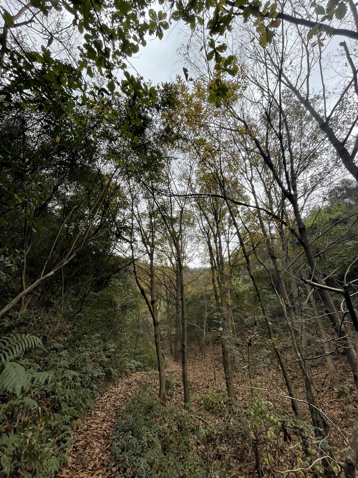 岭南古道旅行图片 1