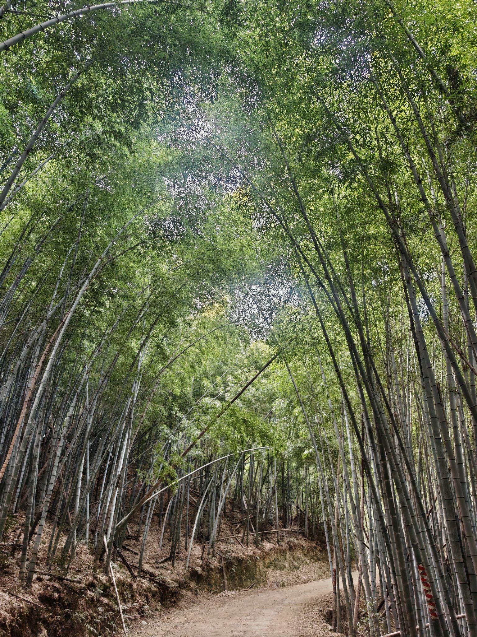 岭南古道旅行图片 1