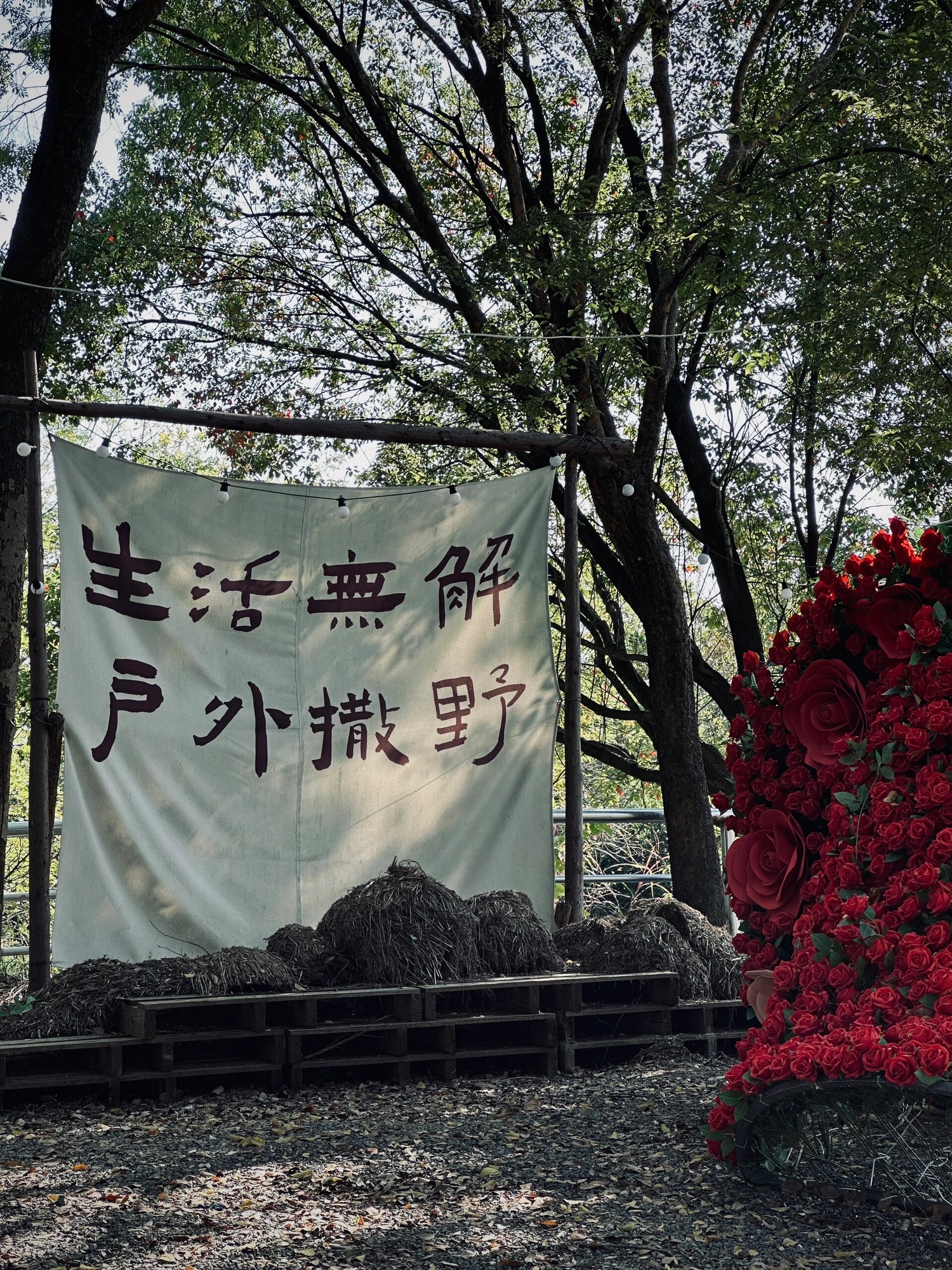 神龙湾森林旅行图片 1