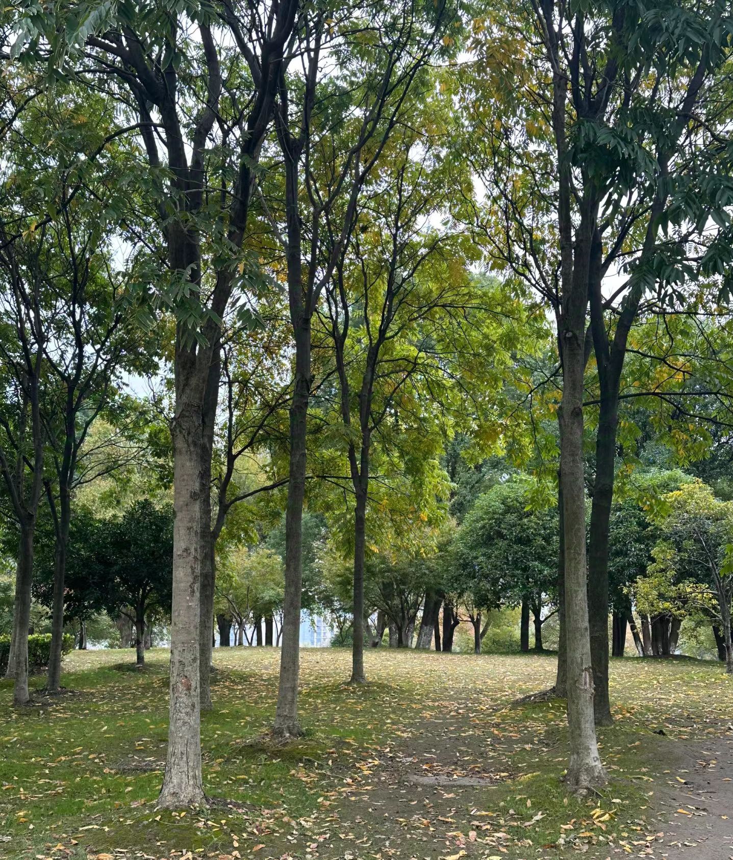 和平公园旅行图片 3