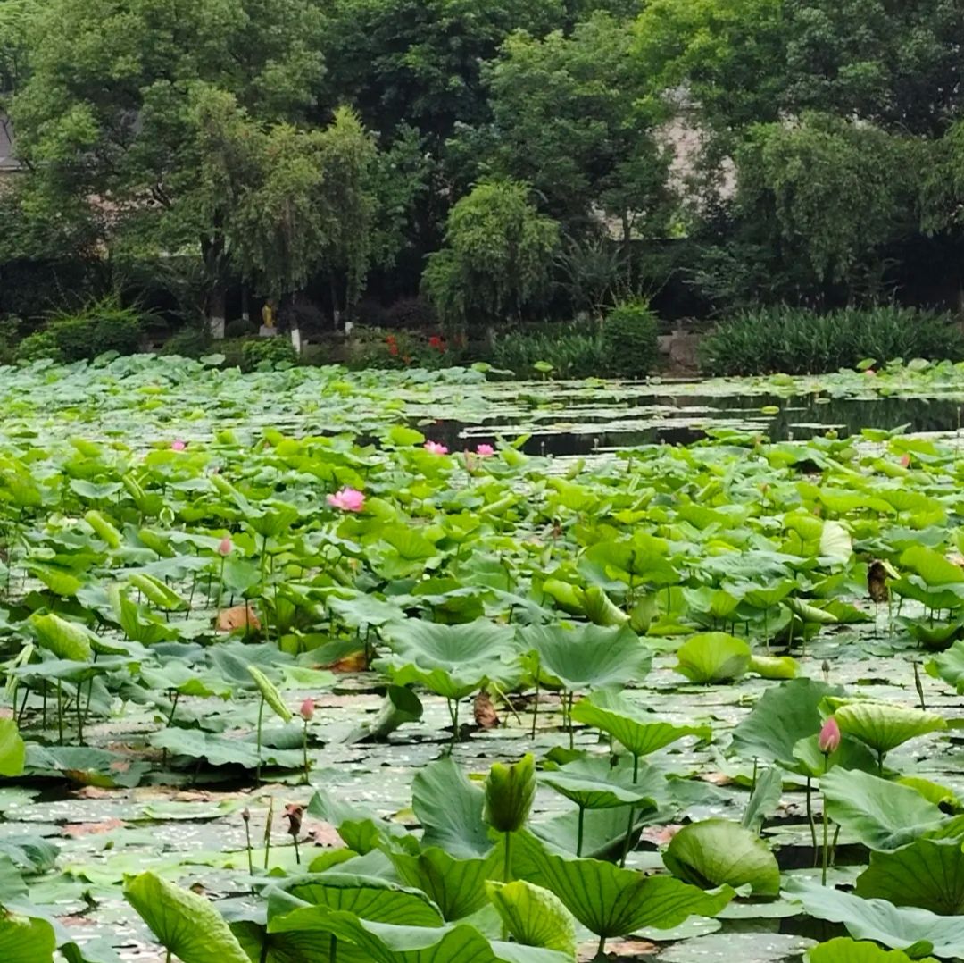 天池公园旅行图片 2