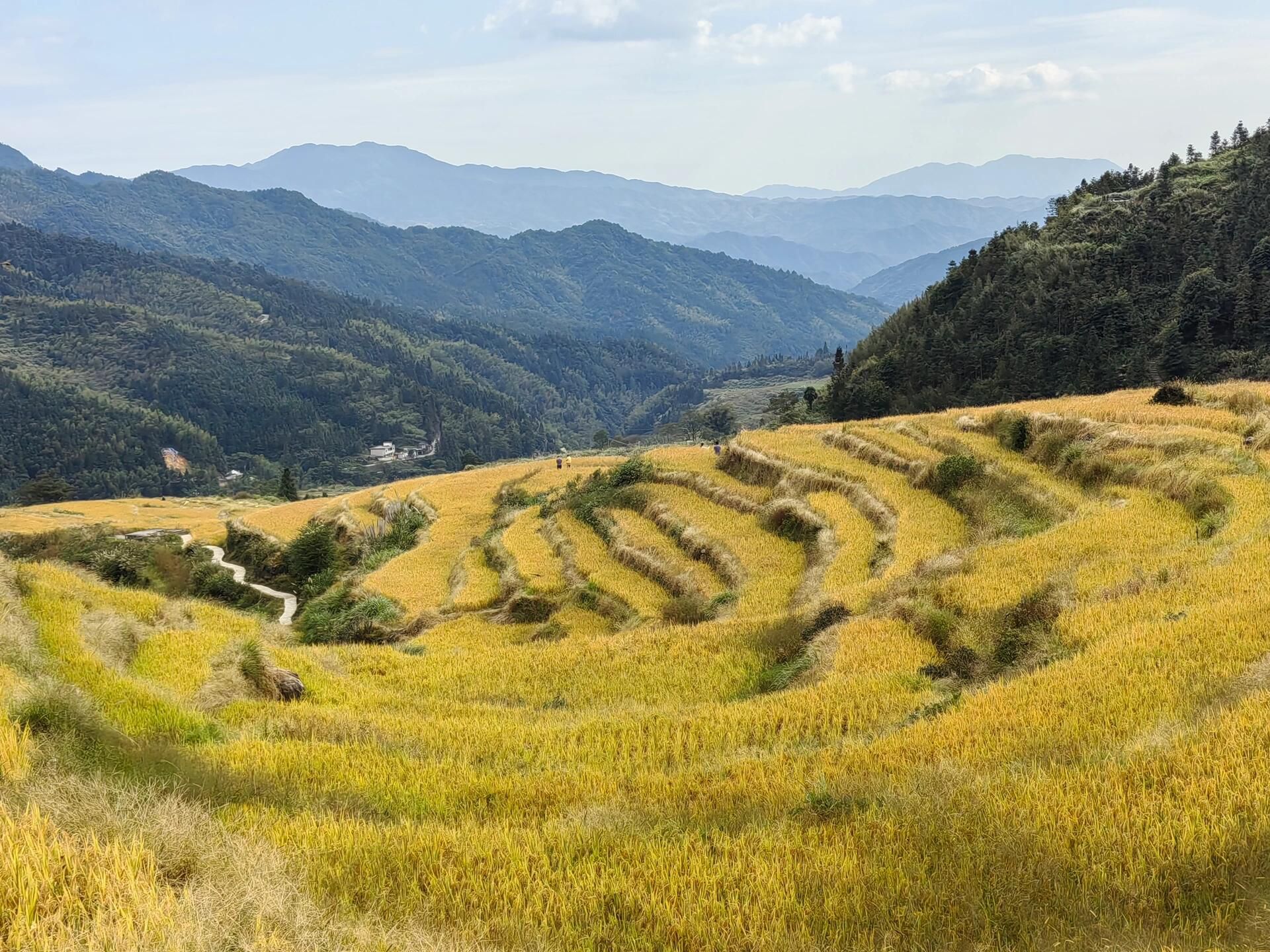五山梯田旅行图片 1