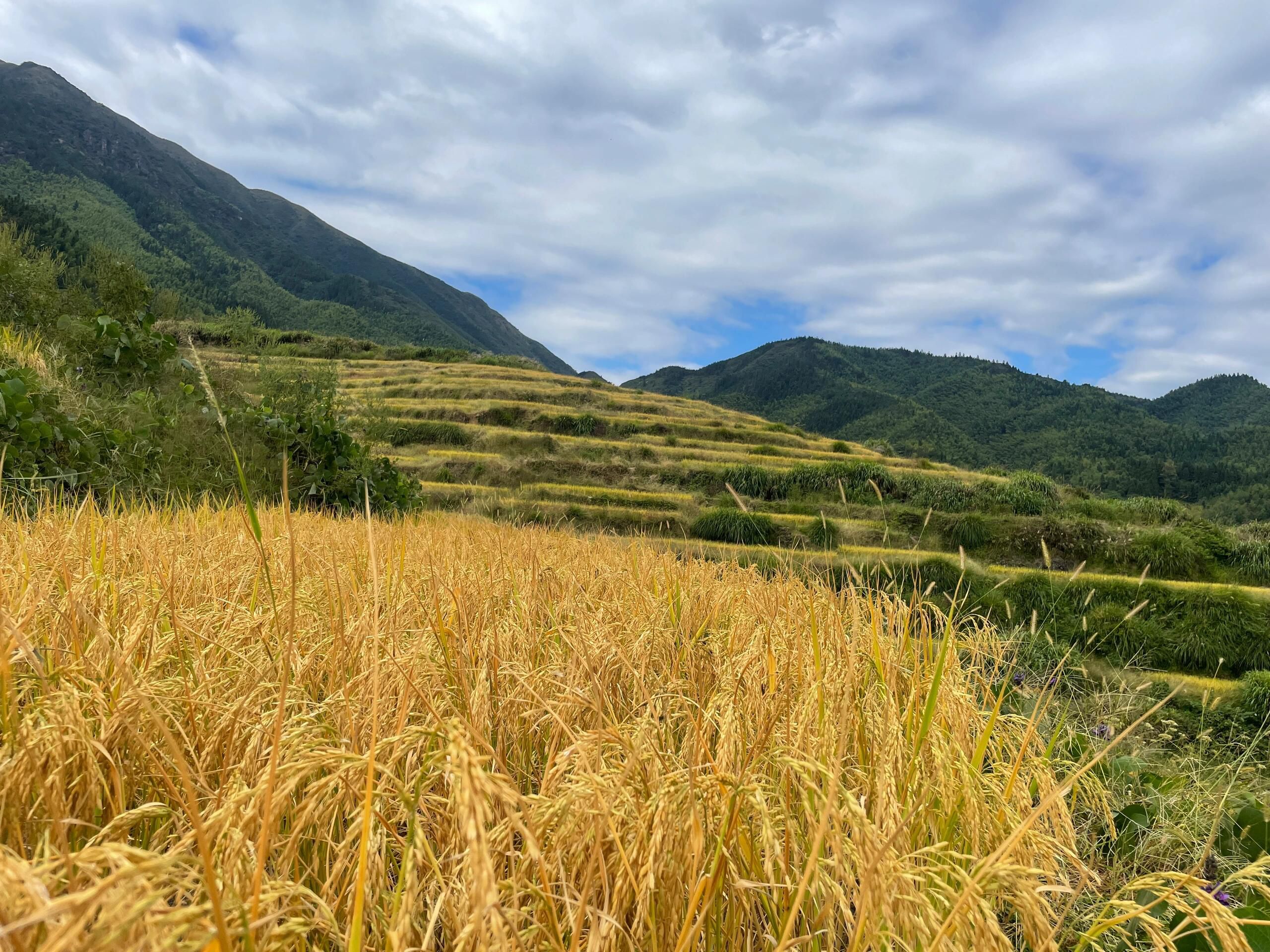 五山梯田旅行图片 3