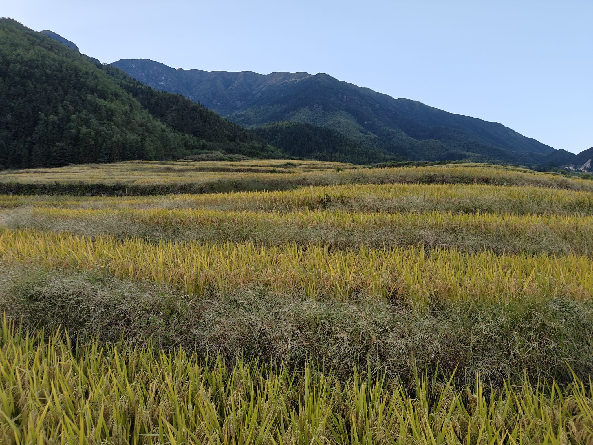 五山梯田旅行图片 3