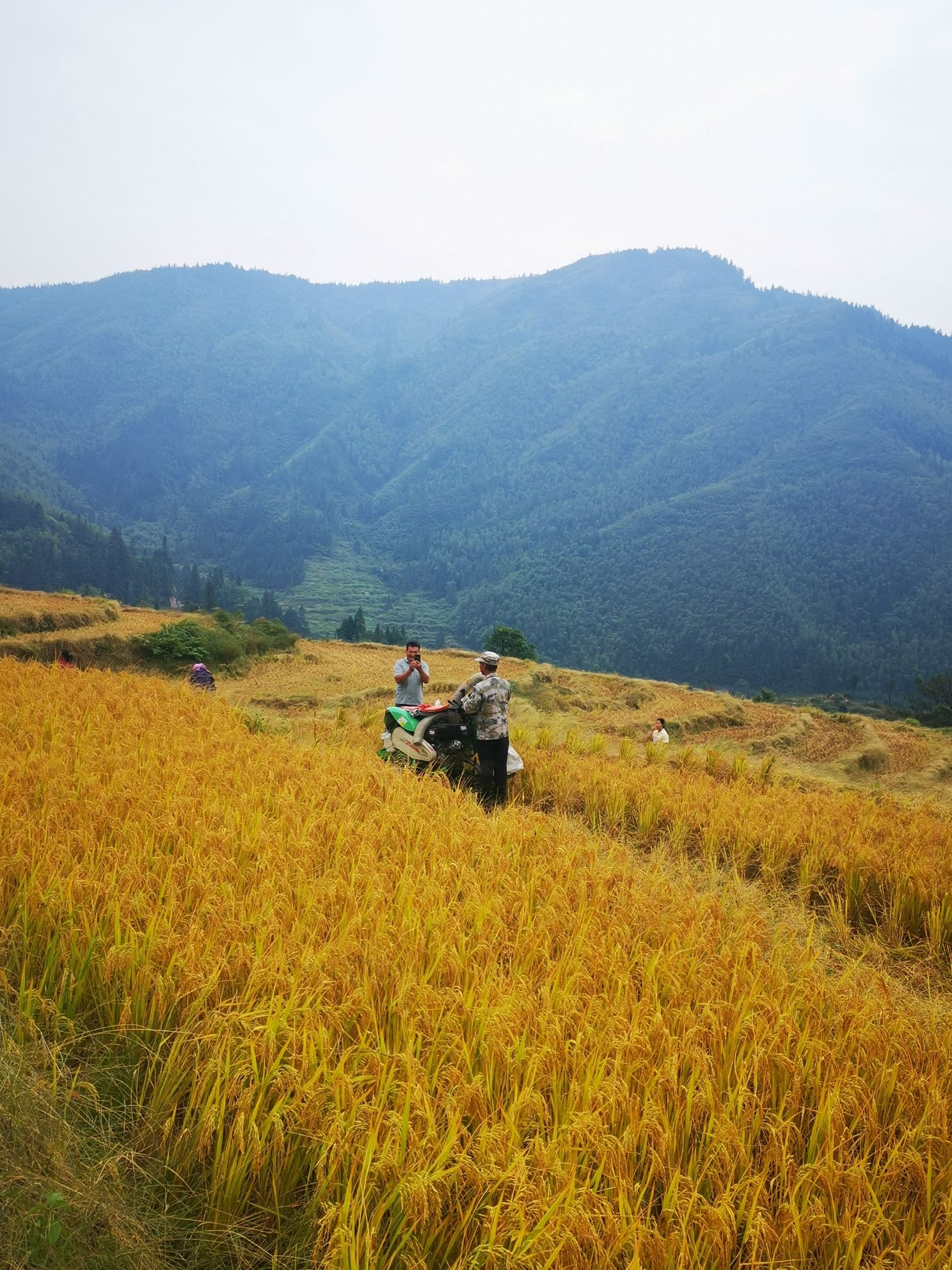 五山梯田旅行图片 2