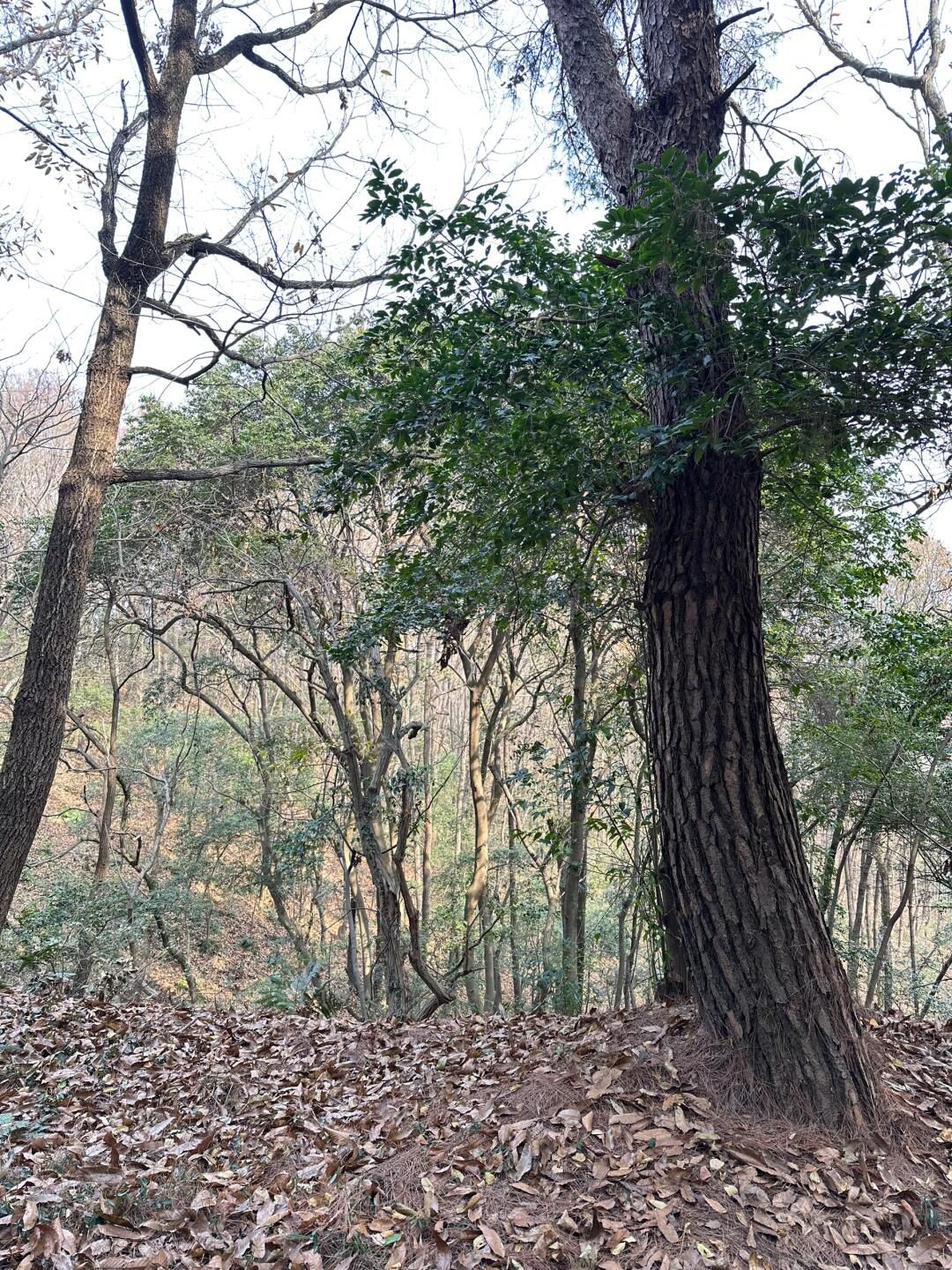丫髻山景区旅行图片 3