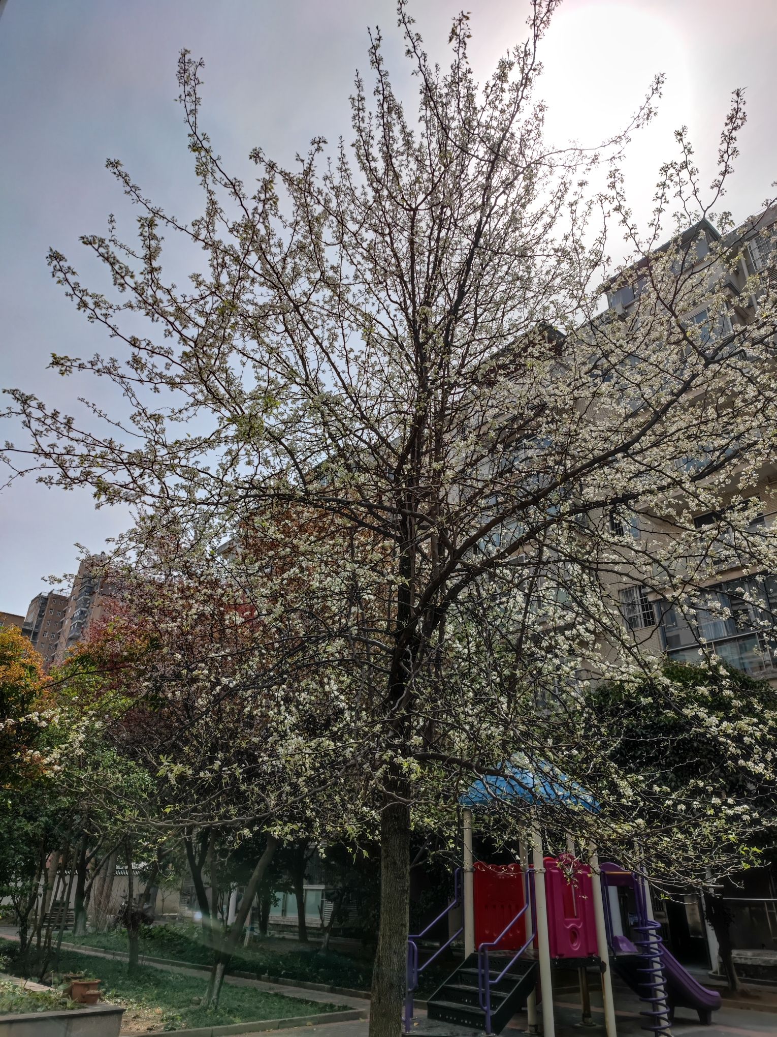 华侨城生态艺术公园旅行图片 2