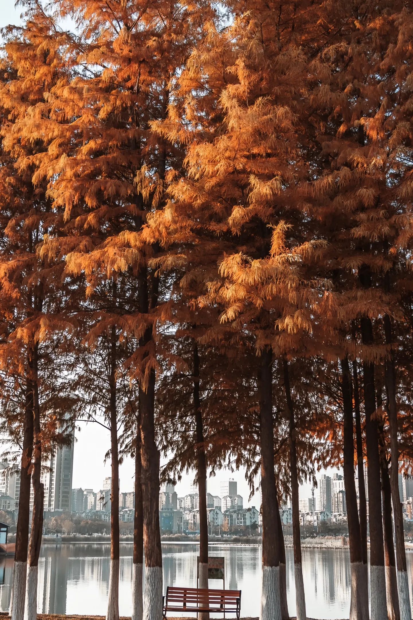 亳州南湖公园旅行图片 2
