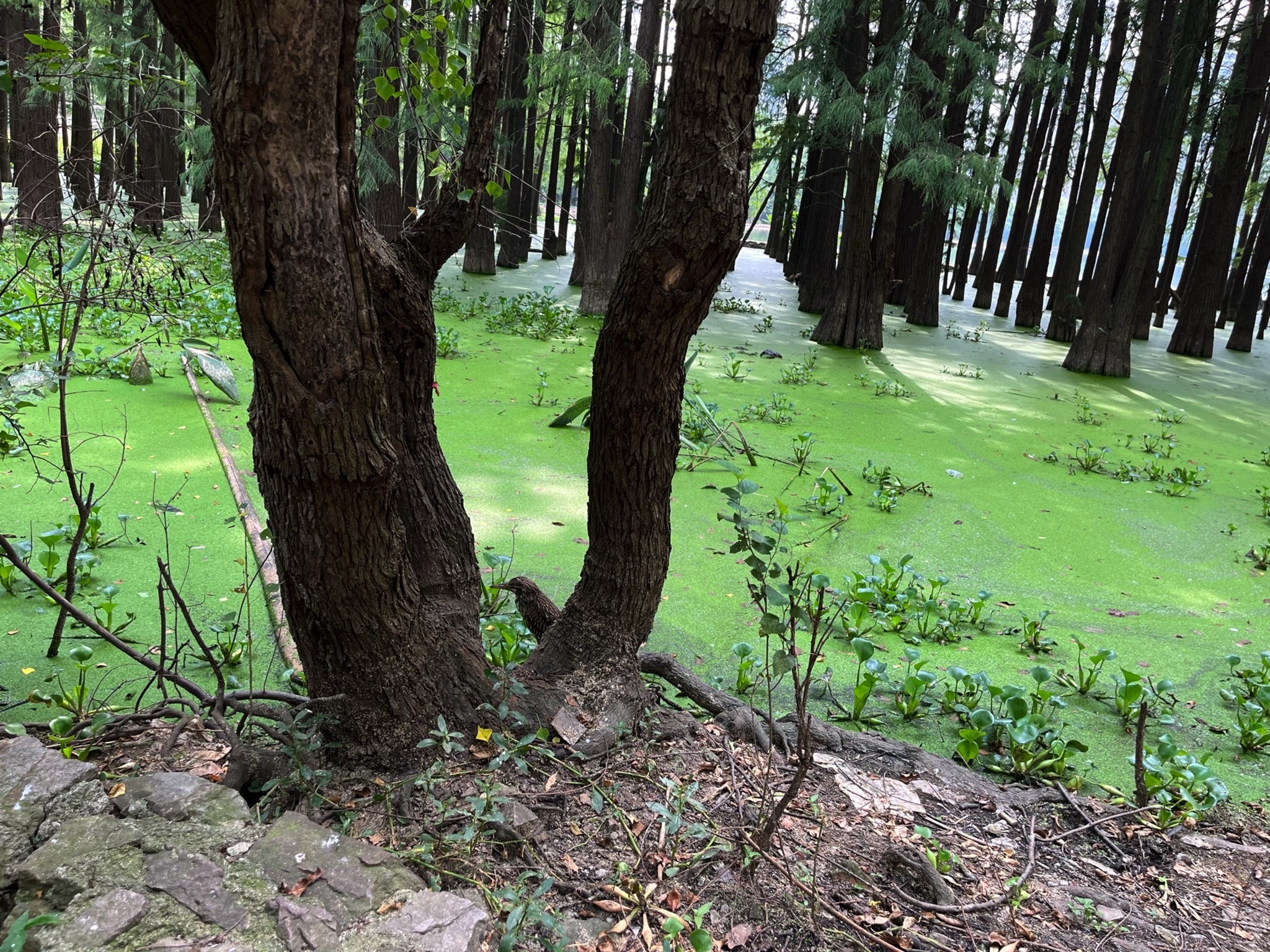 洪山区南湖游园绿道旅行图片 1