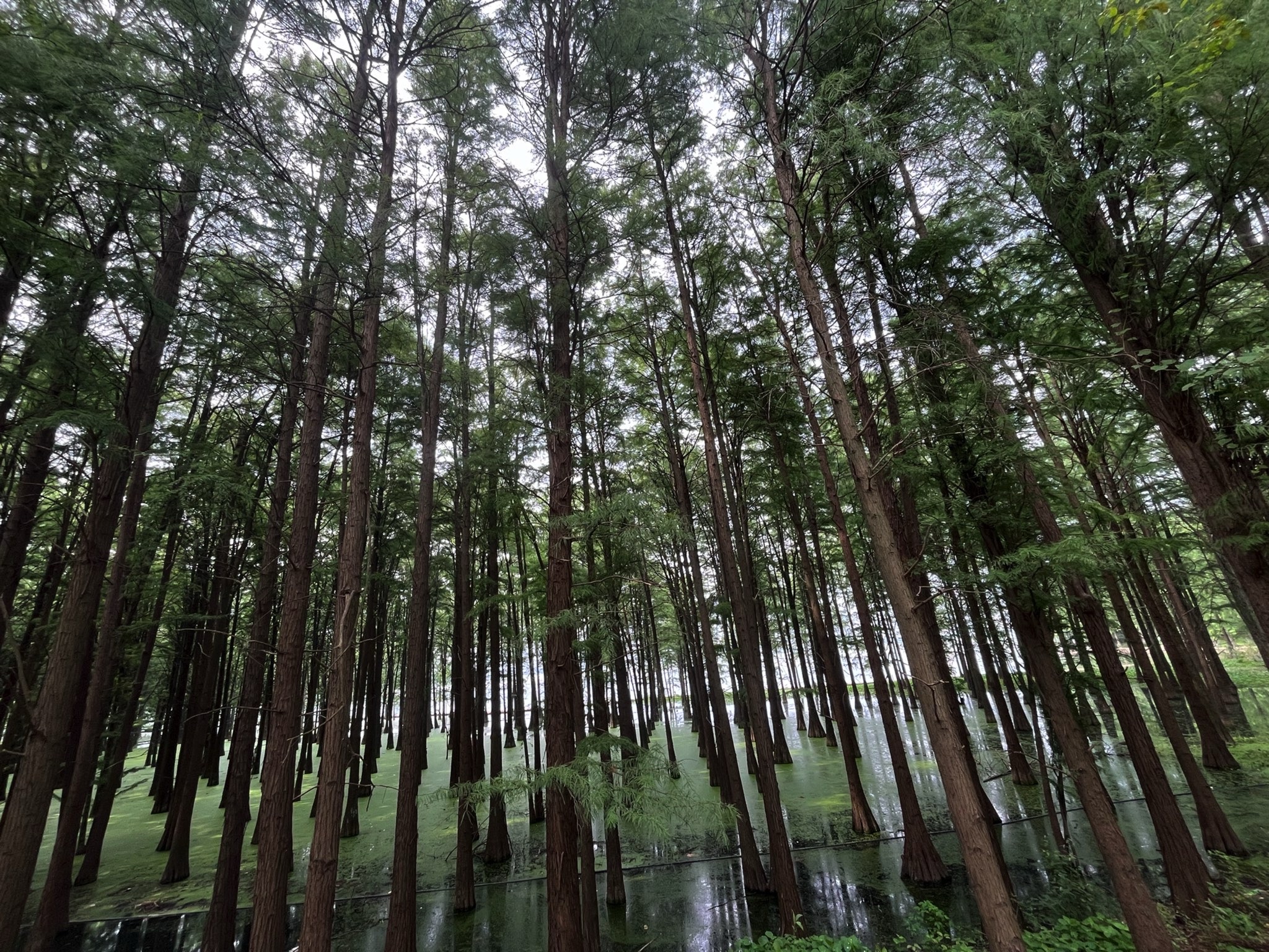 洪山区南湖游园绿道旅行图片 2