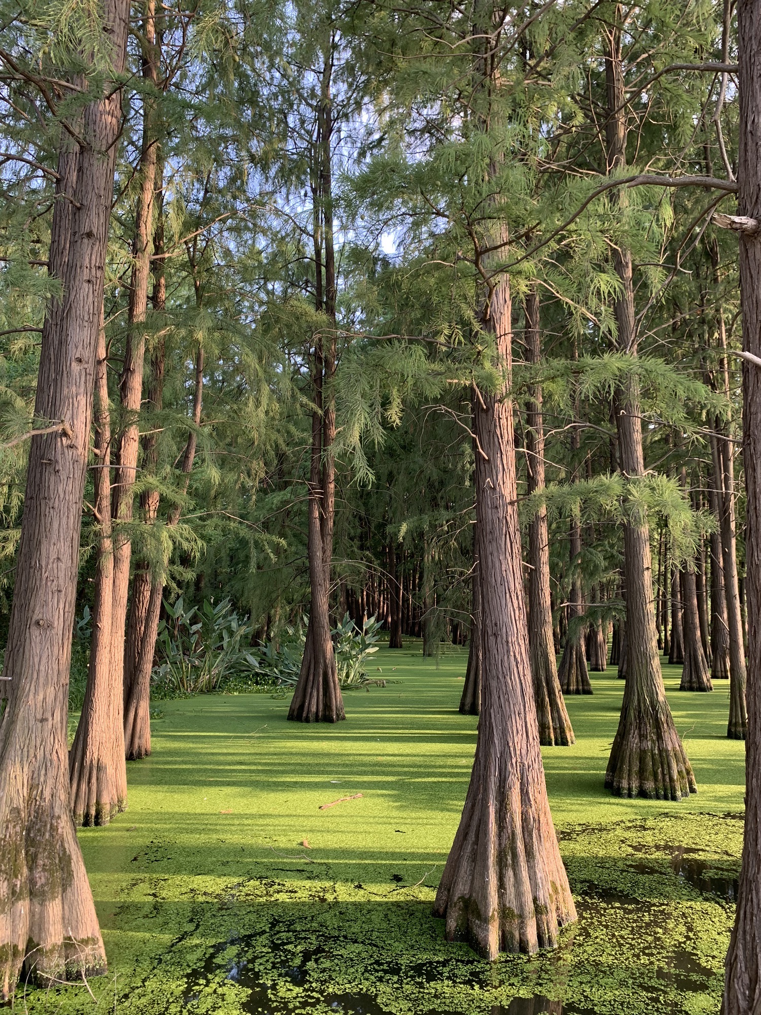 洪山区南湖游园绿道旅行图片 2