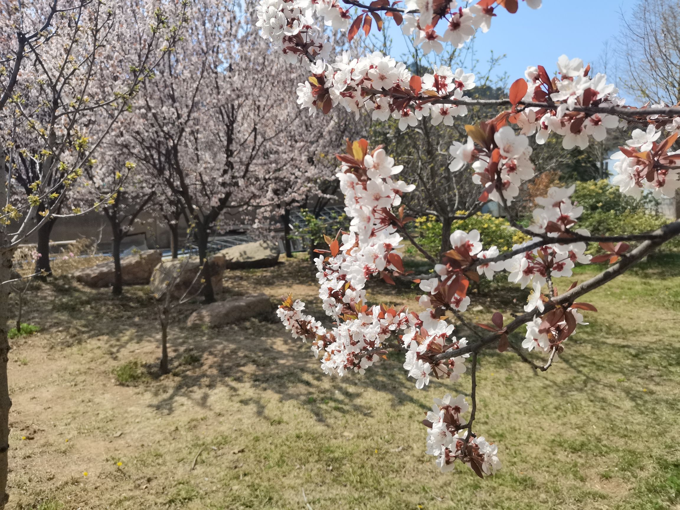 青岛市城阳区大沽河生态湿地旅行图片 2