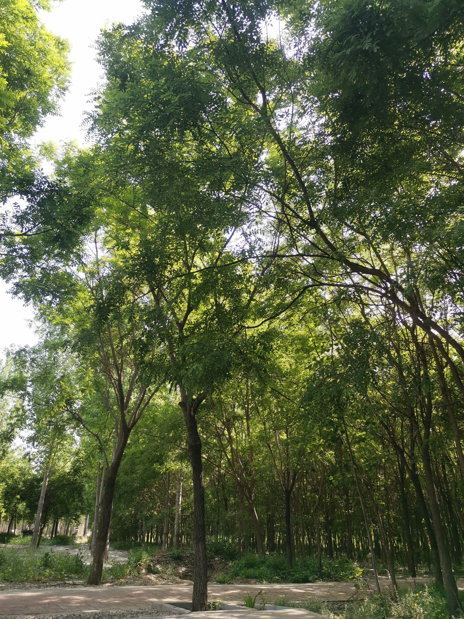 赵州桥森林公园旅行图片 1