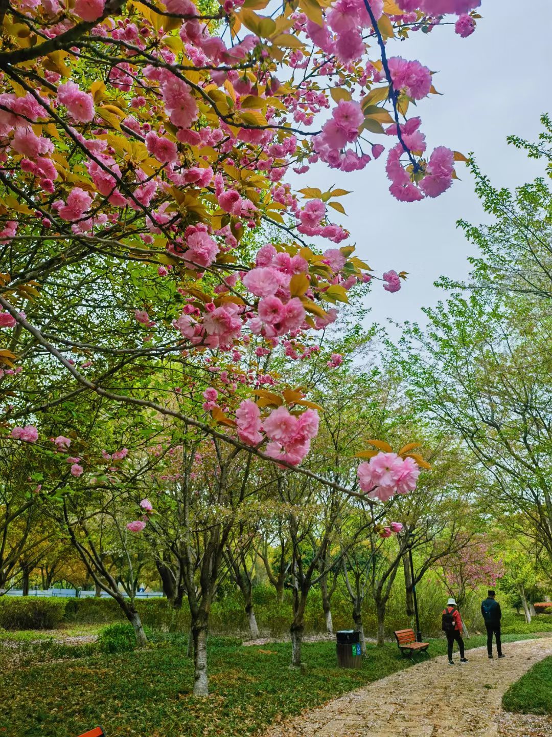 阳澄湖半岛旅游度假旅行图片 1