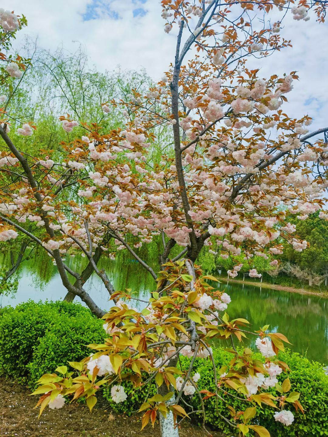 阳澄湖半岛旅游度假旅行图片 3