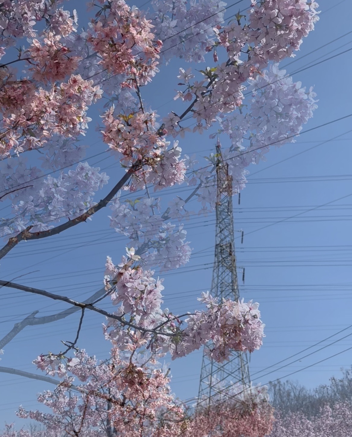 花牵谷景区樱花园