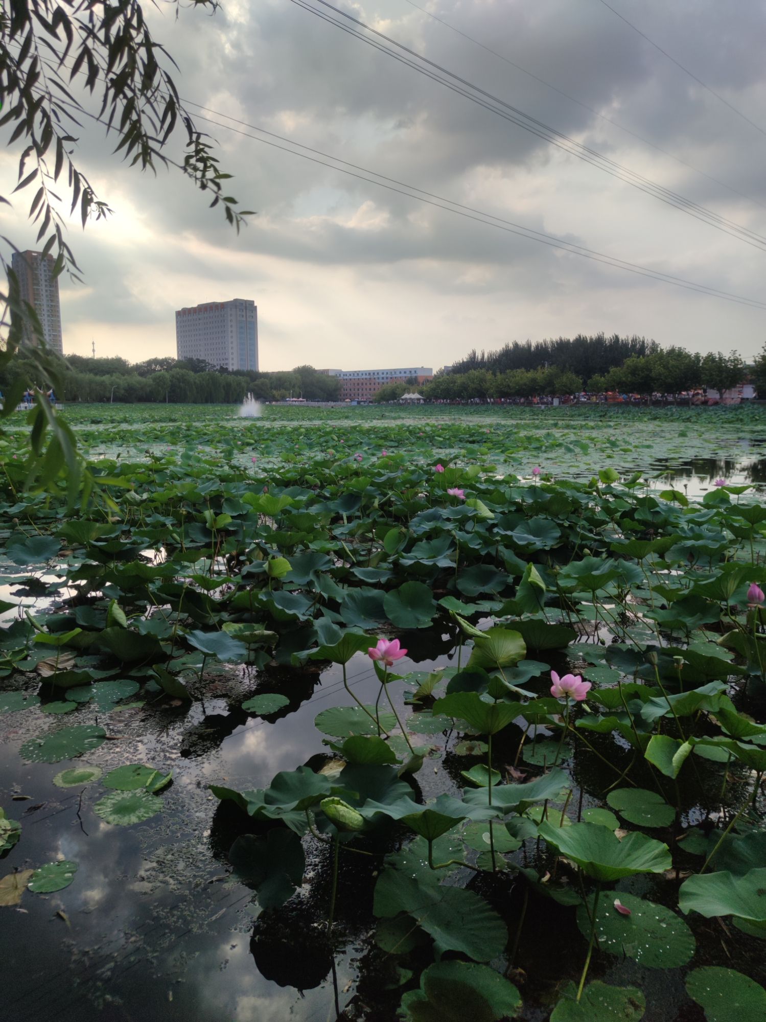 迎春公园旅行图片 2