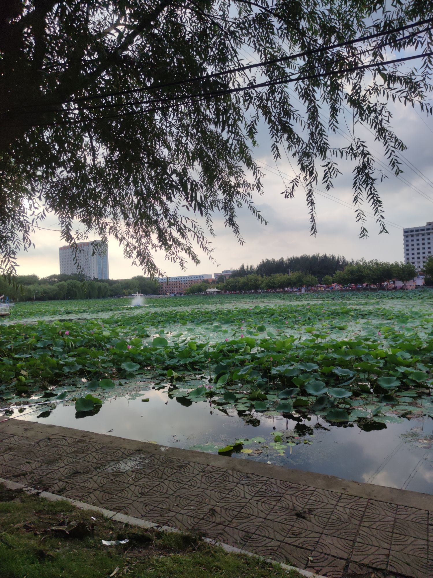 迎春公园旅行图片 3