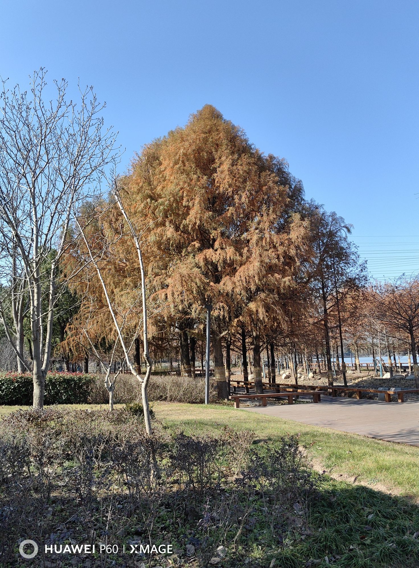 沔青公园旅行图片 1