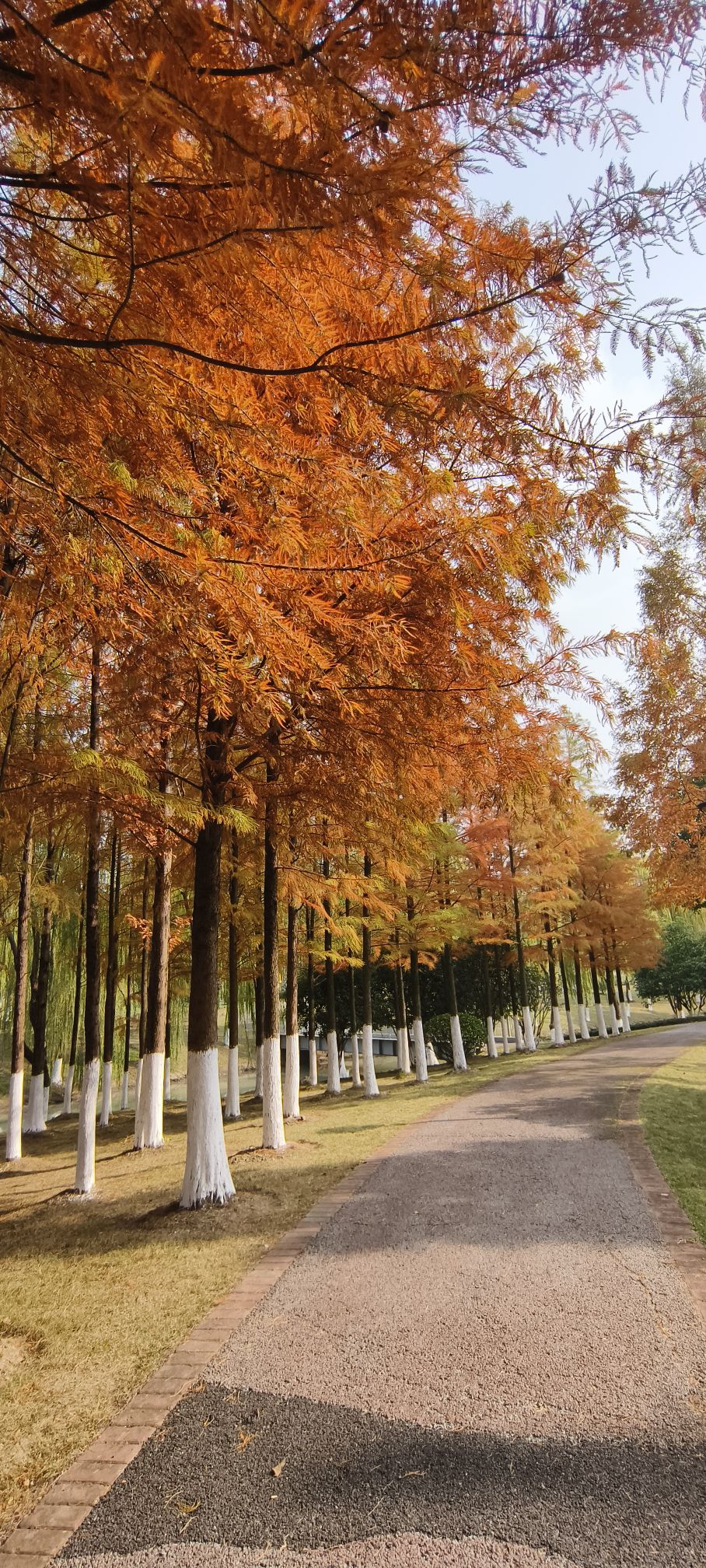 秀洲生态公园旅行图片 3