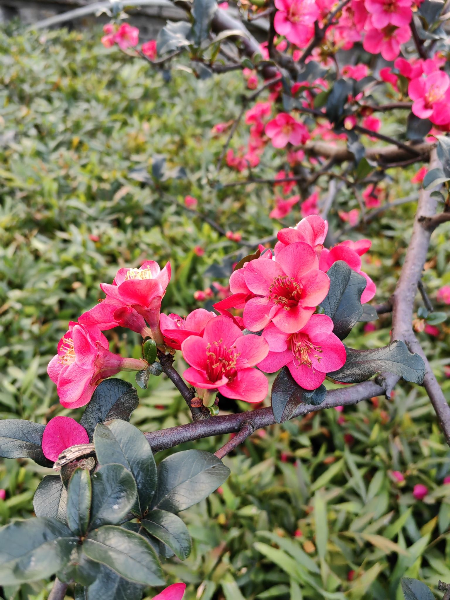 六店子社区公园旅行图片 1