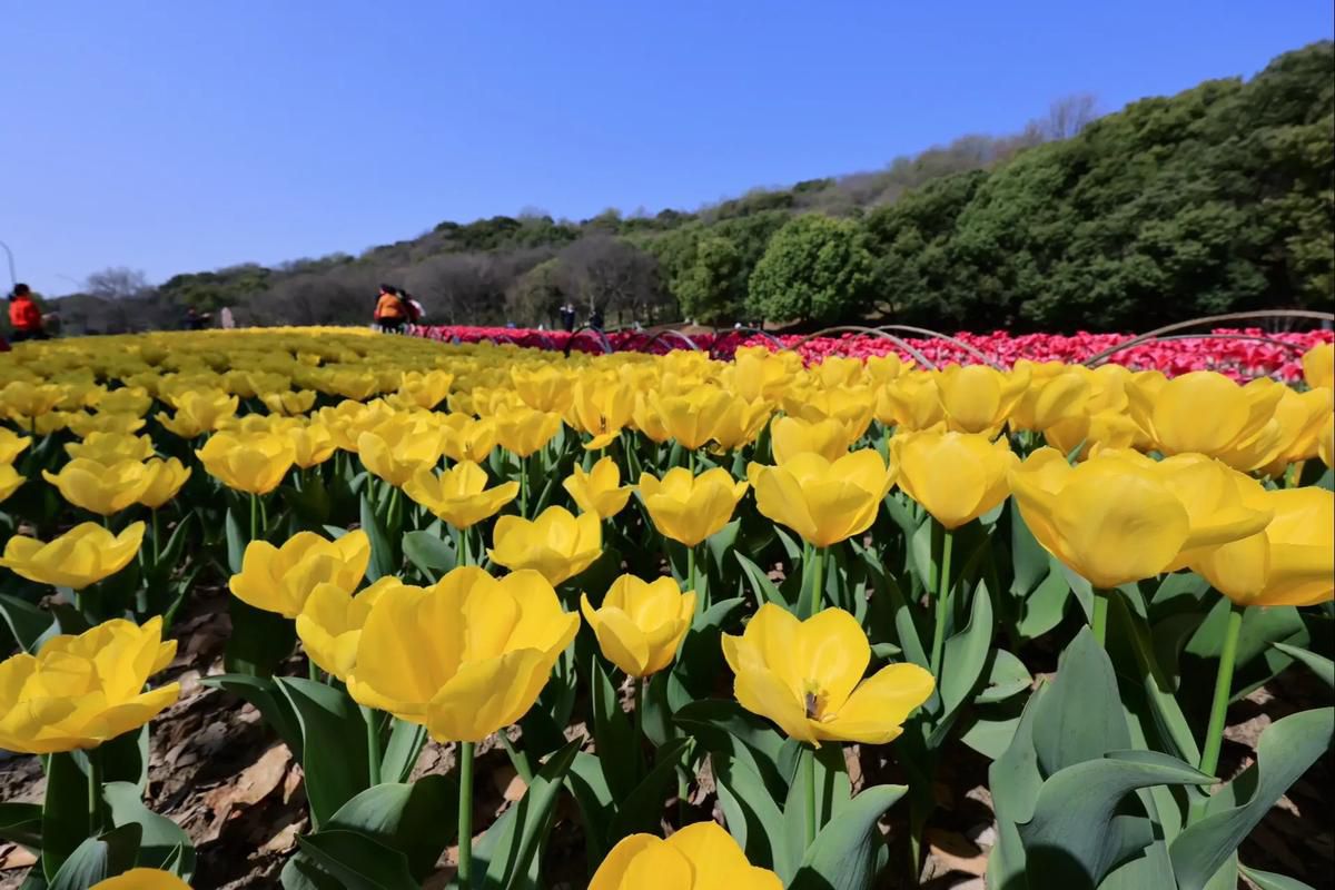 东山体育健身公园旅行图片 3