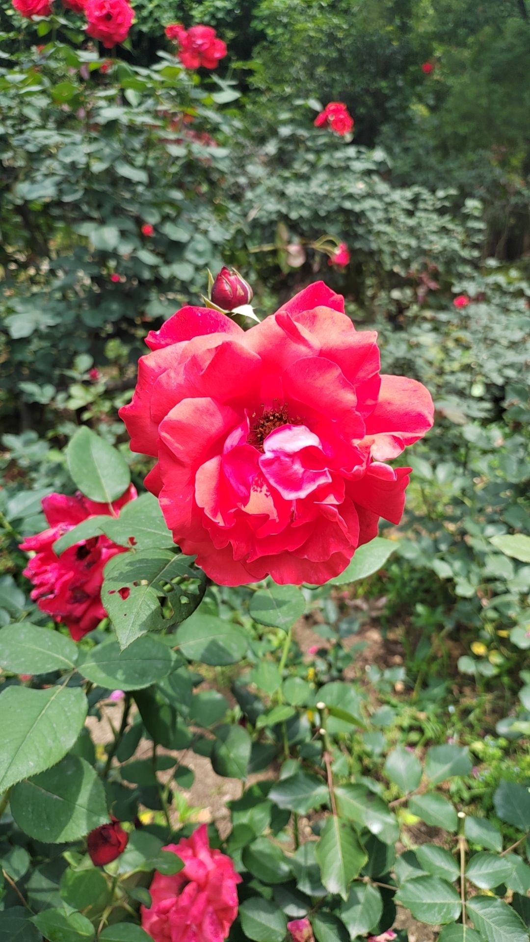 友谊村广场旅行图片