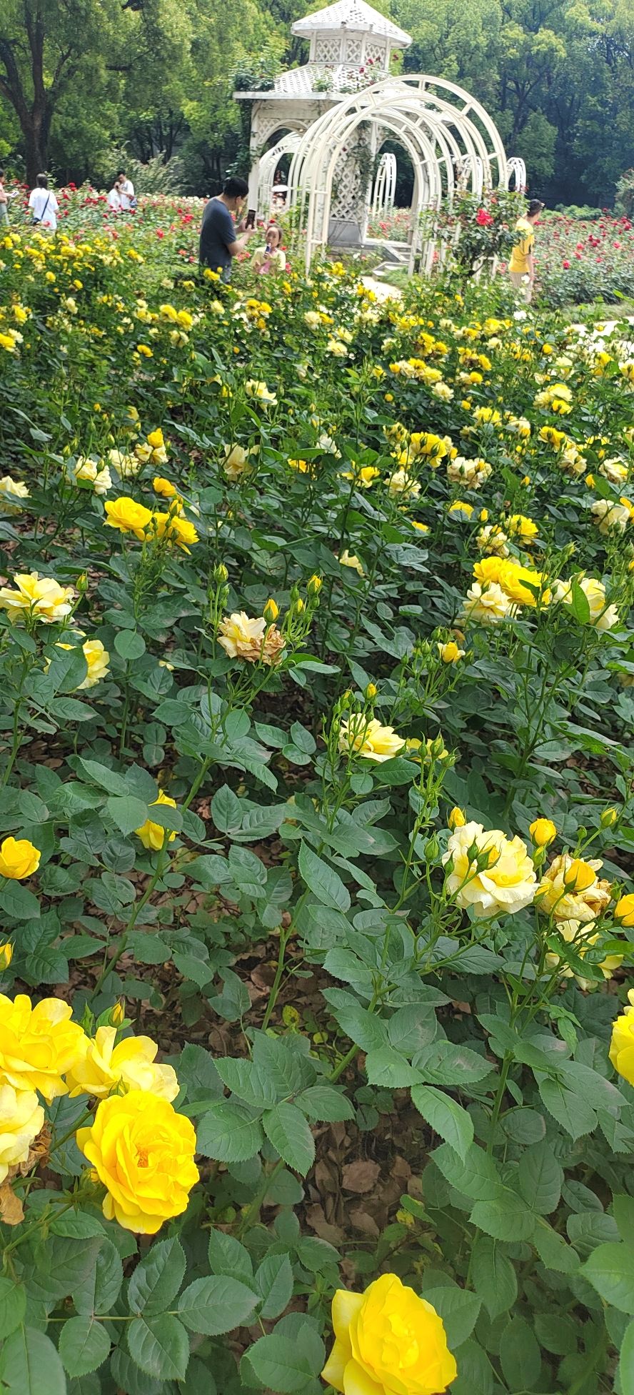 友谊村广场旅行图片 3