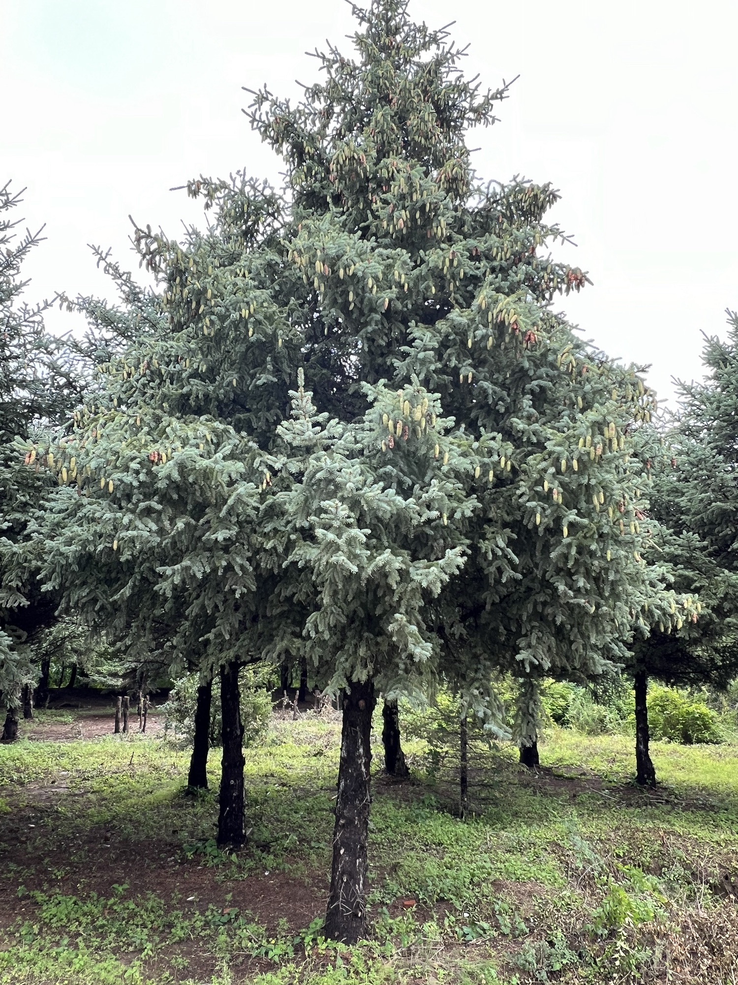 富裕县森林植物园旅行图片 3