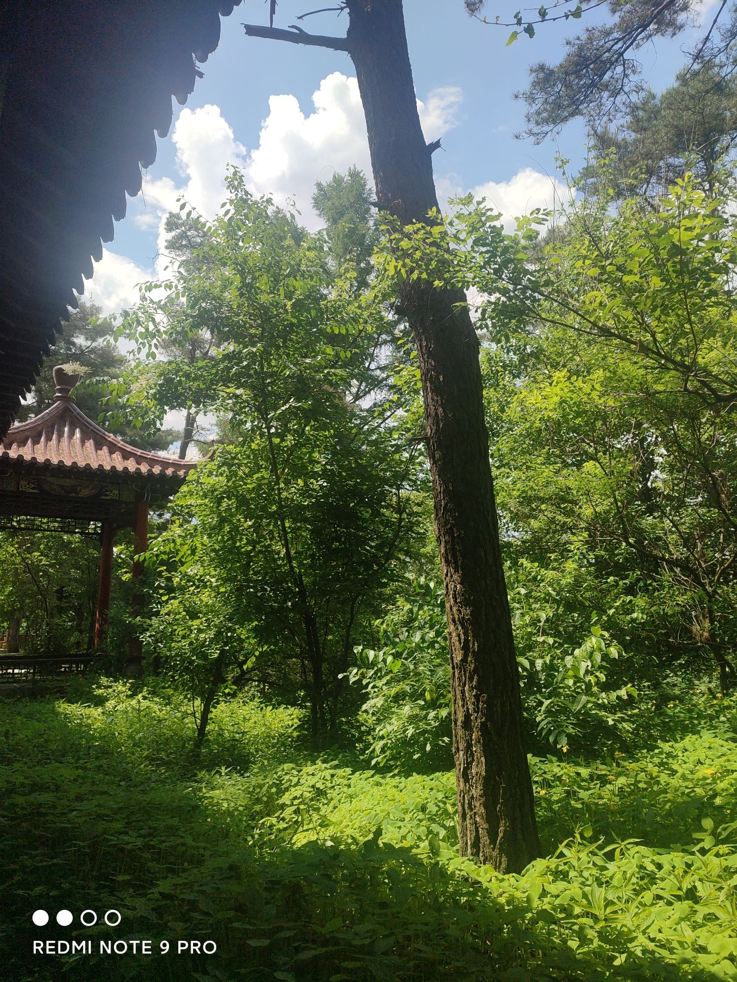 茂山公园旅行图片 2