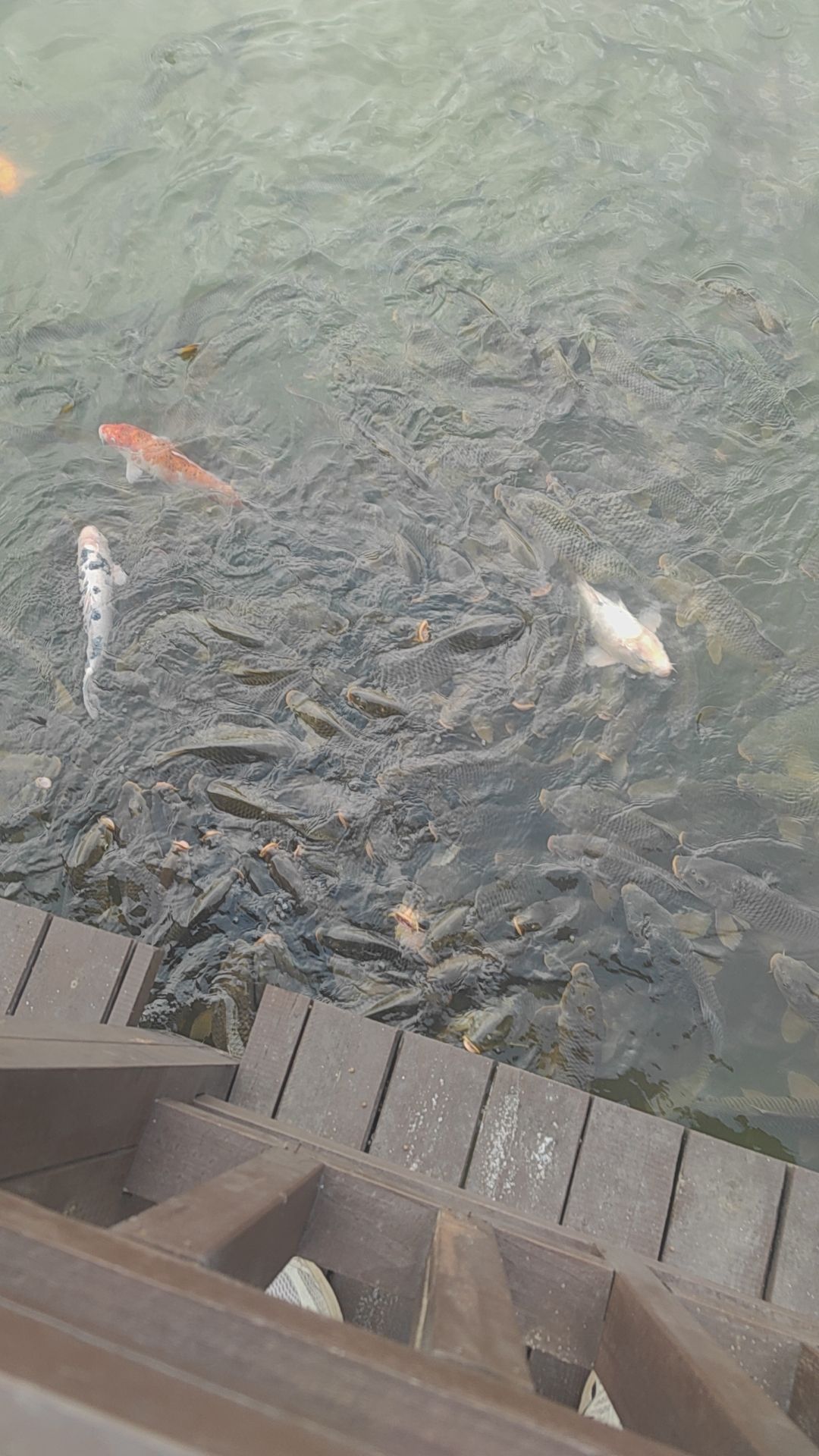 白鹭湿地公园旅行图片 2
