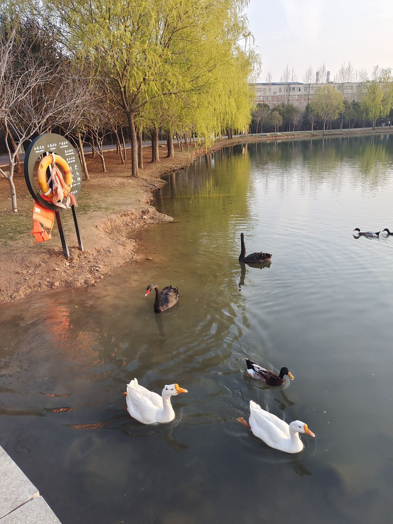 白鹭湿地公园旅行图片 2