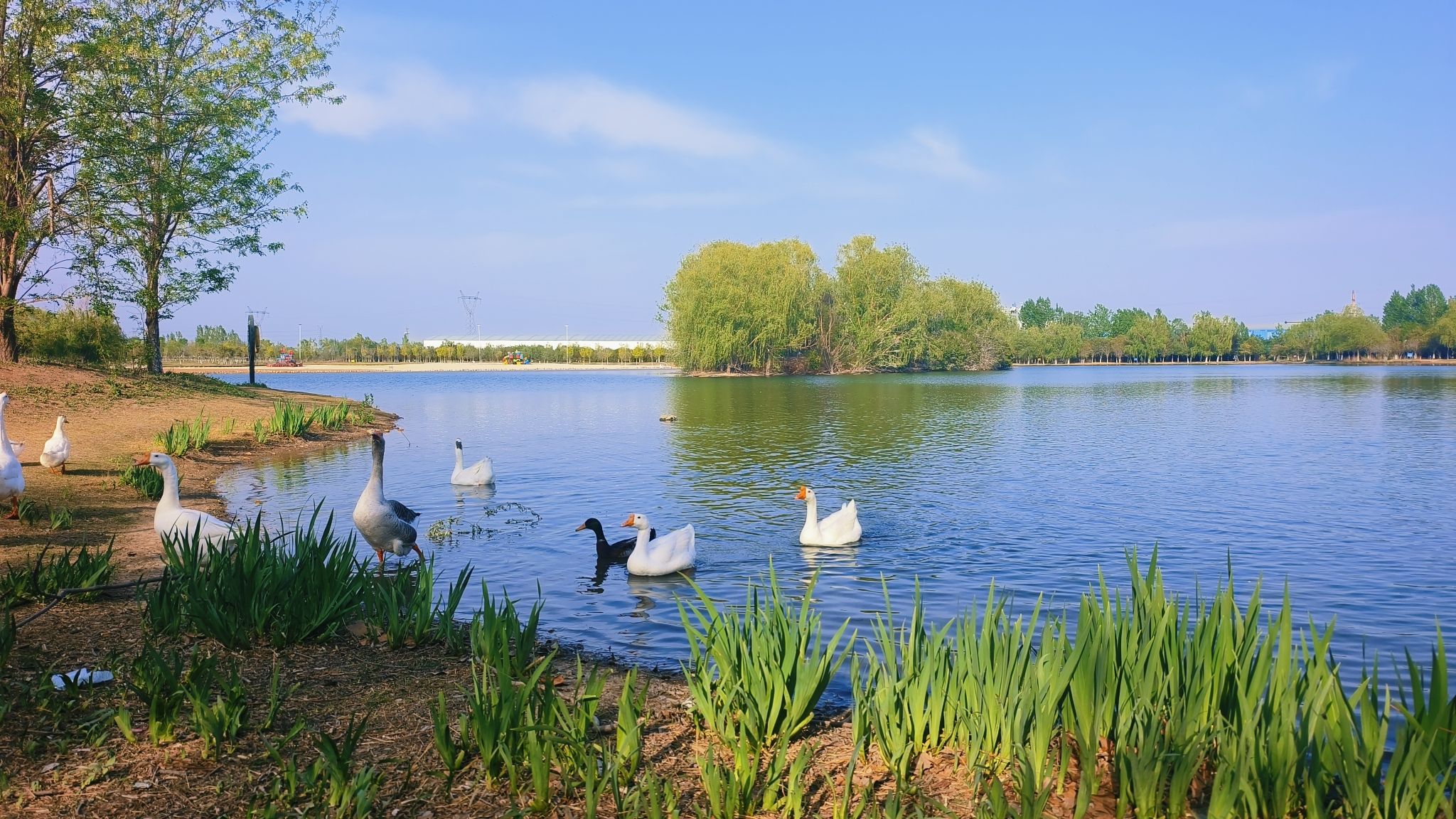 白鹭湿地公园旅行图片 2
