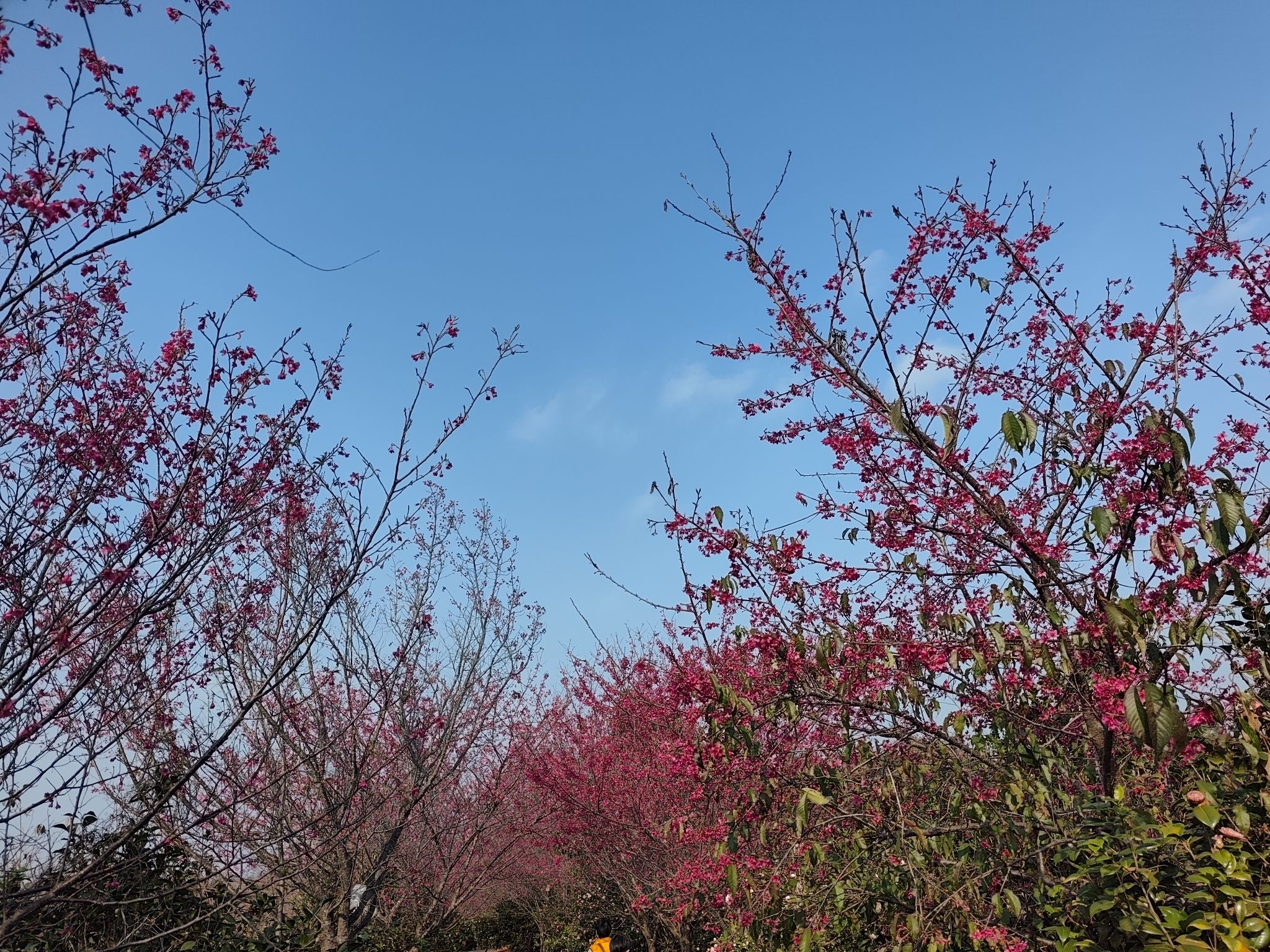 南雄主田镇樱花基地旅行图片 2