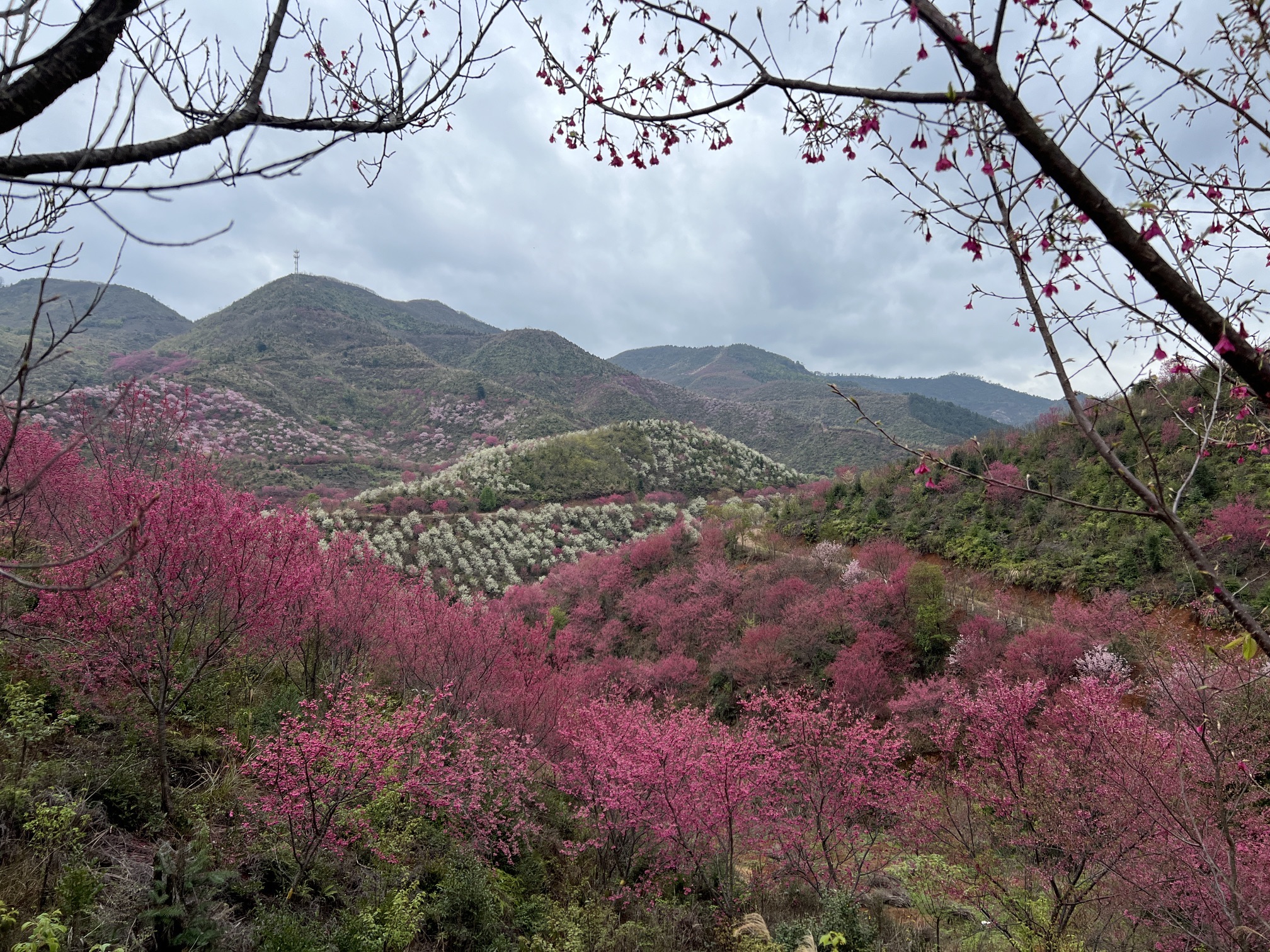 南雄主田镇樱花基地旅行图片 2