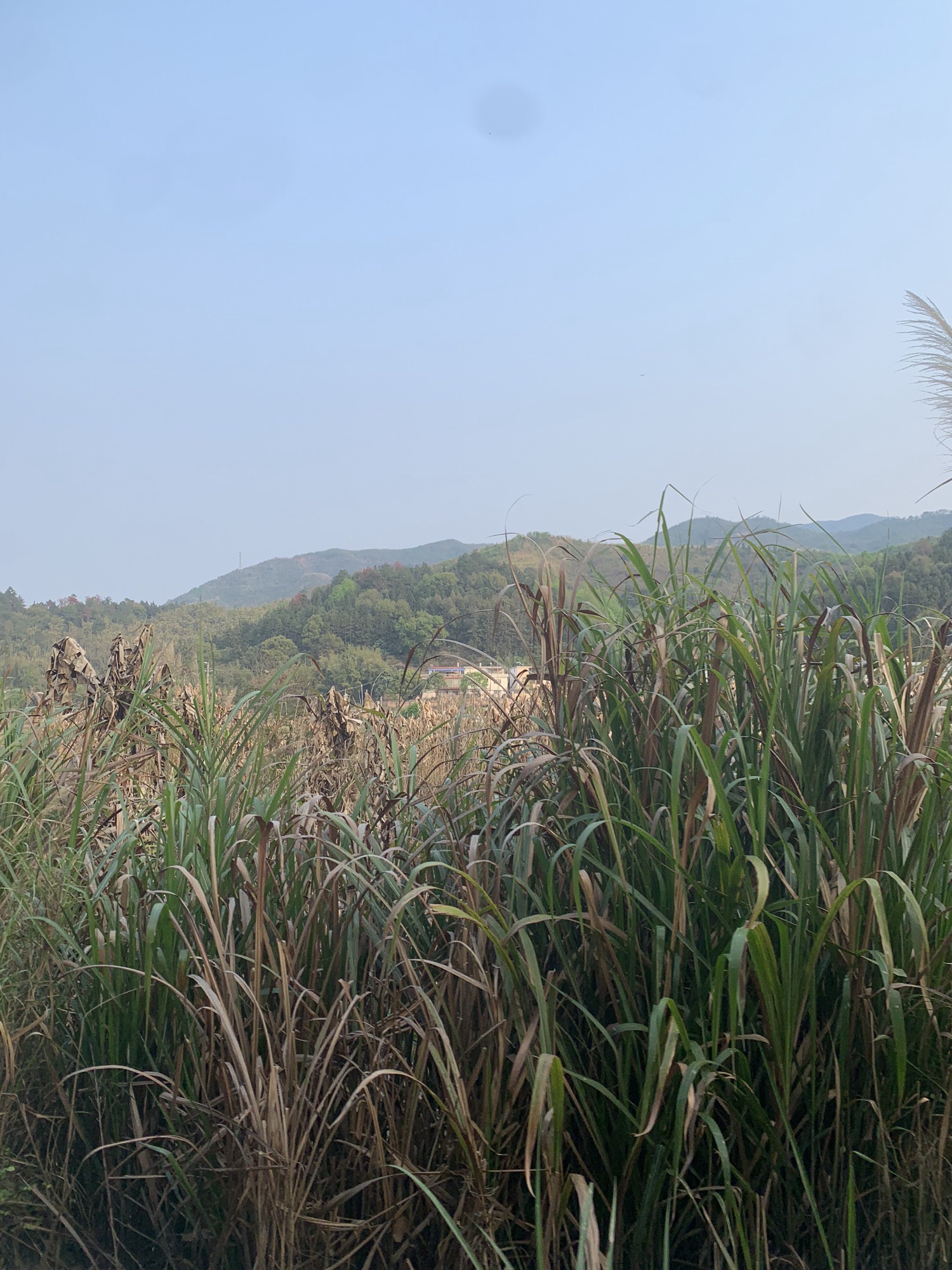南雄主田镇樱花基地旅行图片 2