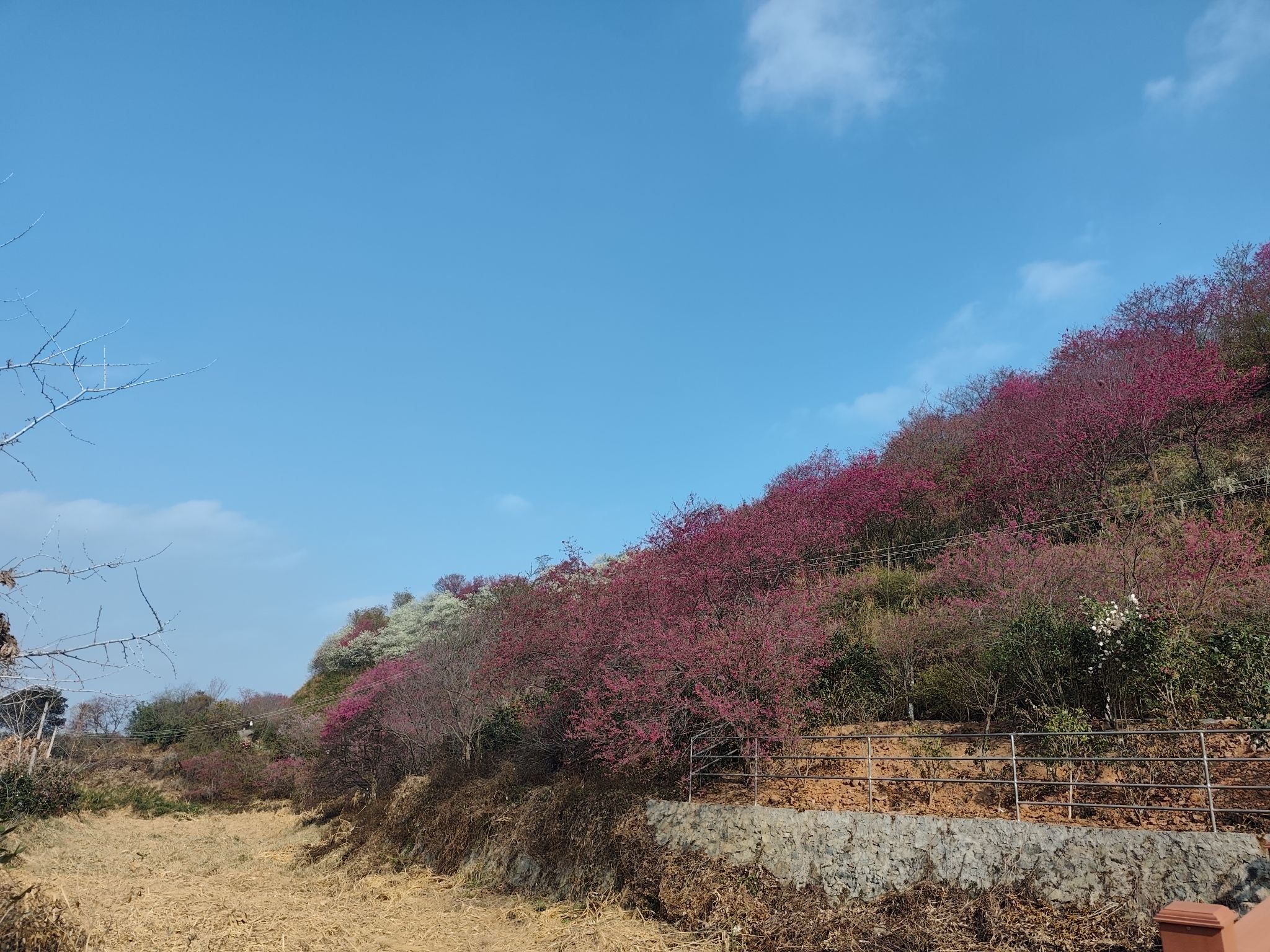 南雄主田镇樱花基地旅行图片 1