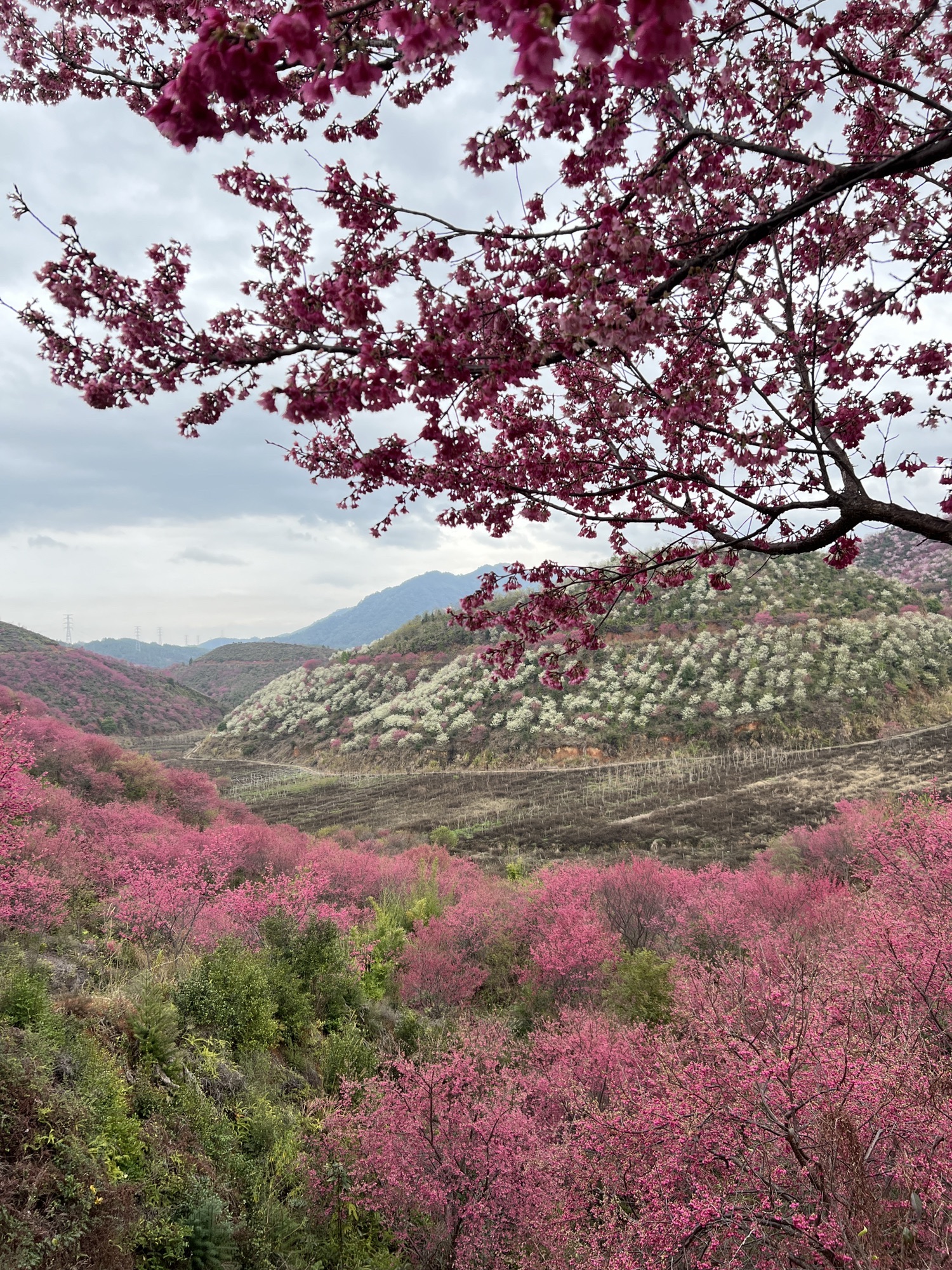 南雄主田镇樱花基地旅行图片 1