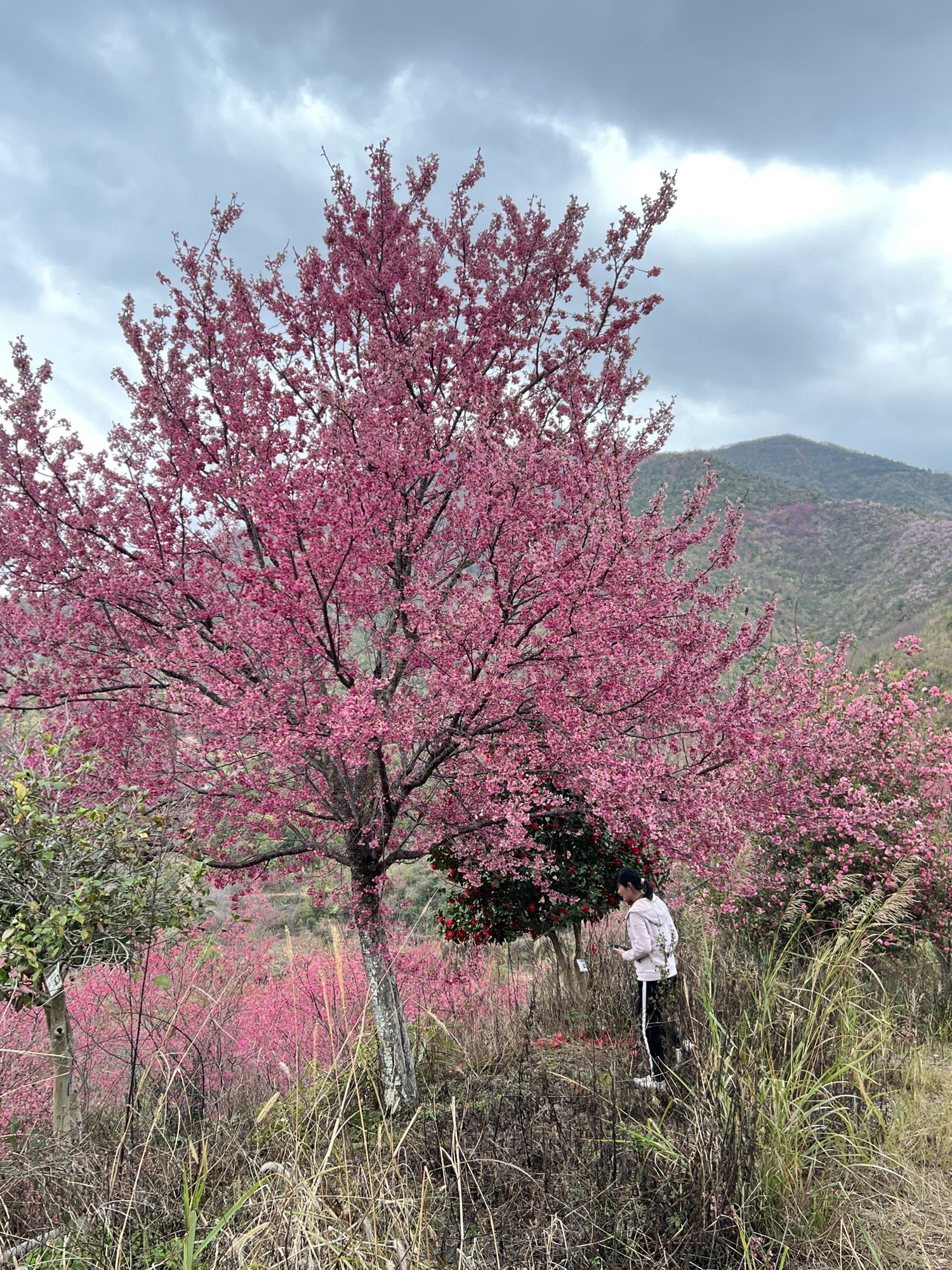 南雄主田镇樱花基地旅行图片 3