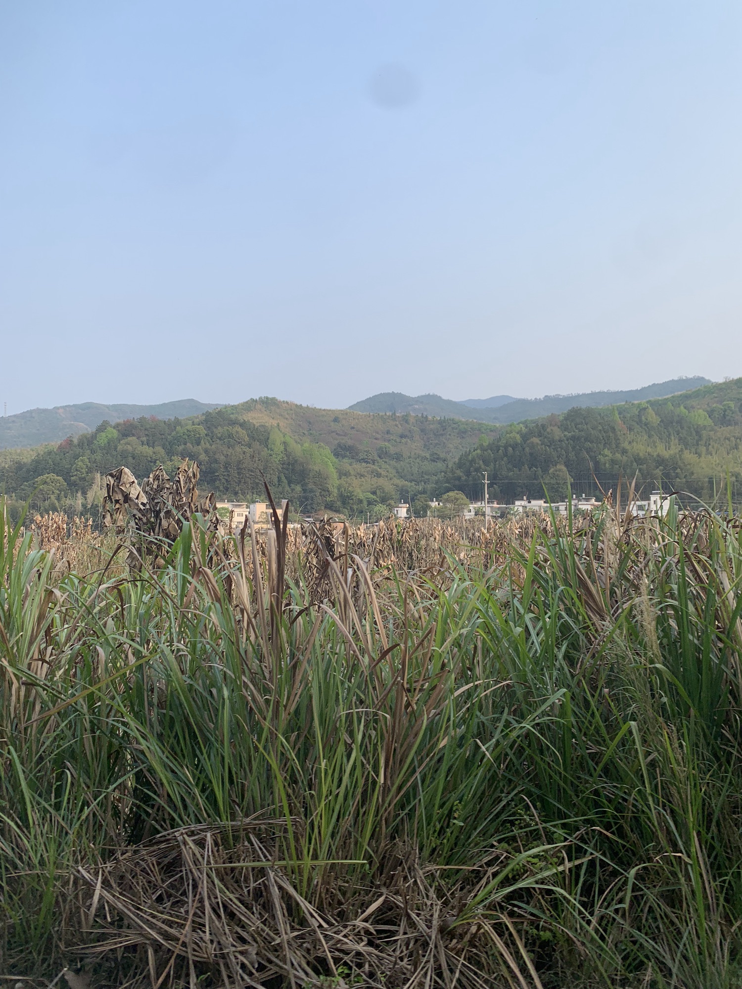 南雄主田镇樱花基地旅行图片 1